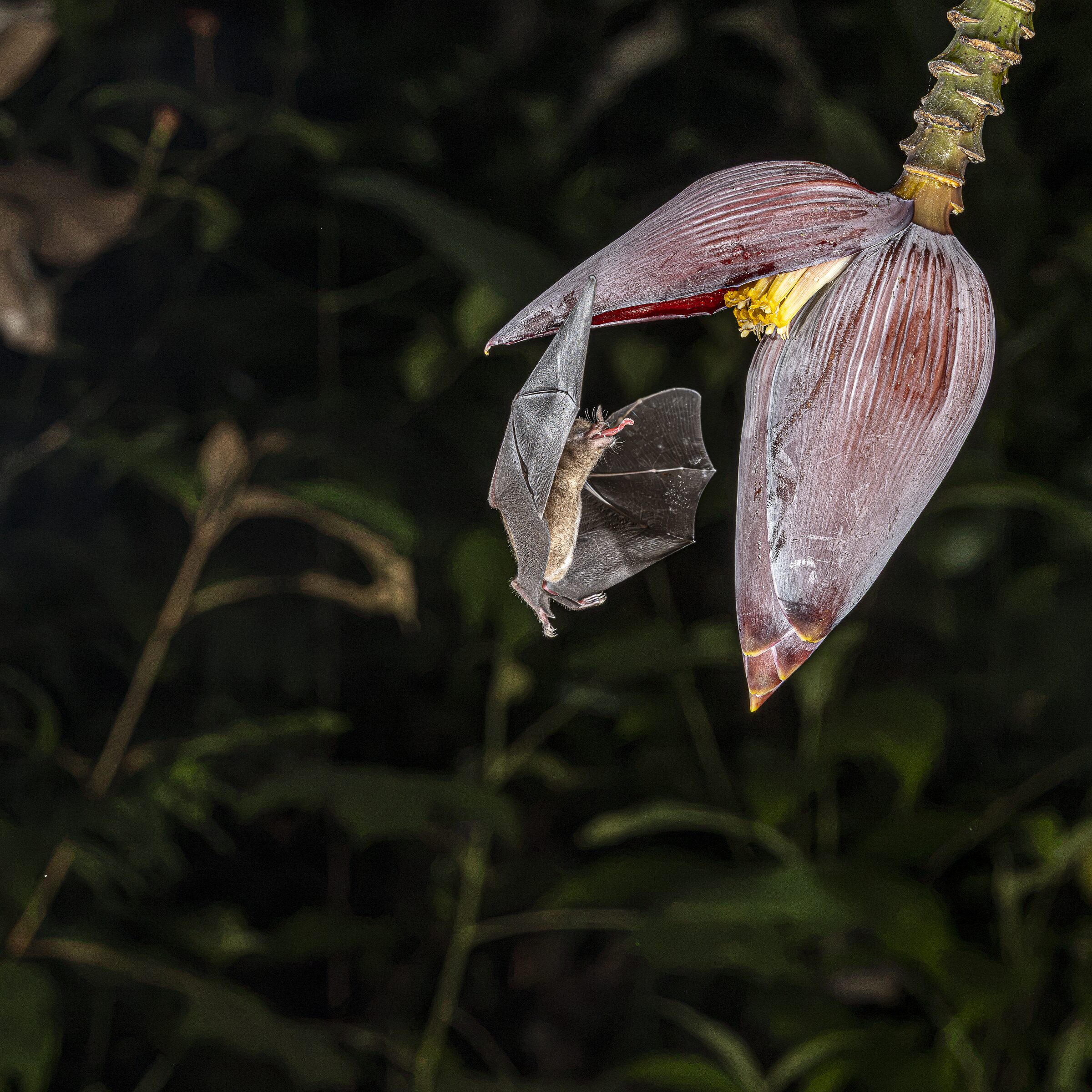 Murciélago alimentándose de flor nocturna