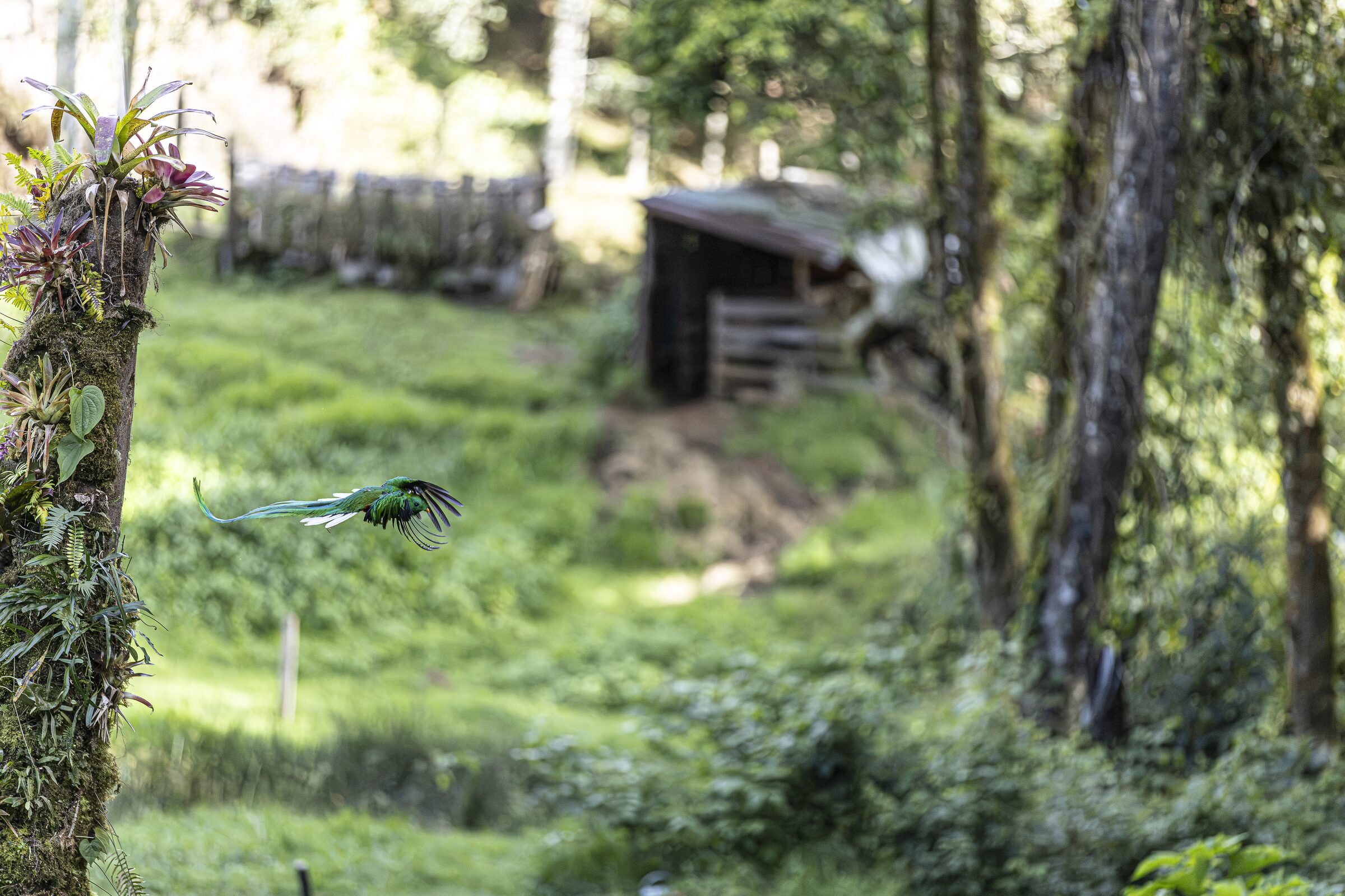 Ave en vuelo sobre cabaña