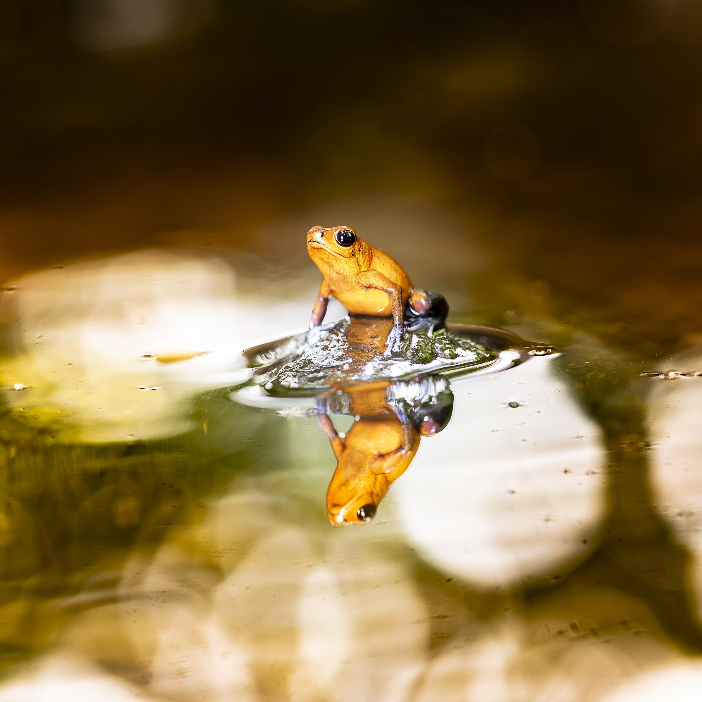 Rana en el Agua