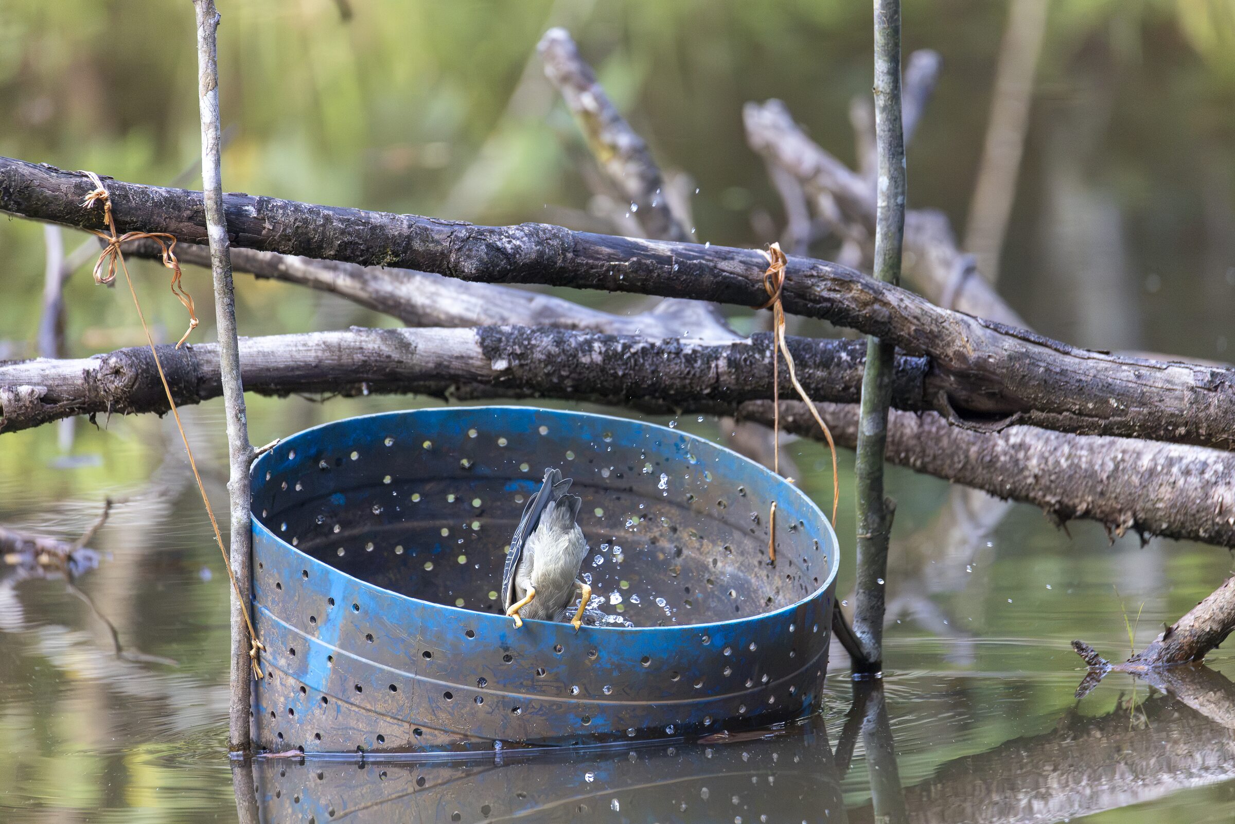 Pájaro en recipiente flotante