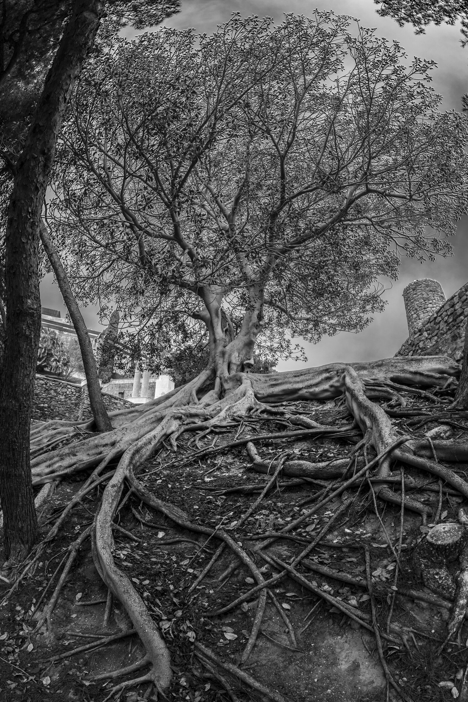 Raíces de la Naturaleza