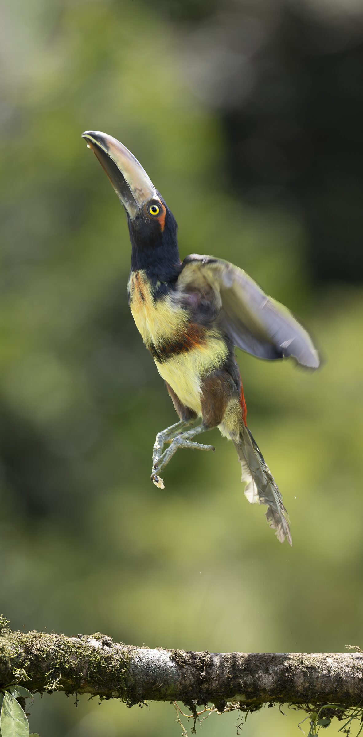 Ave tropical en vuelo