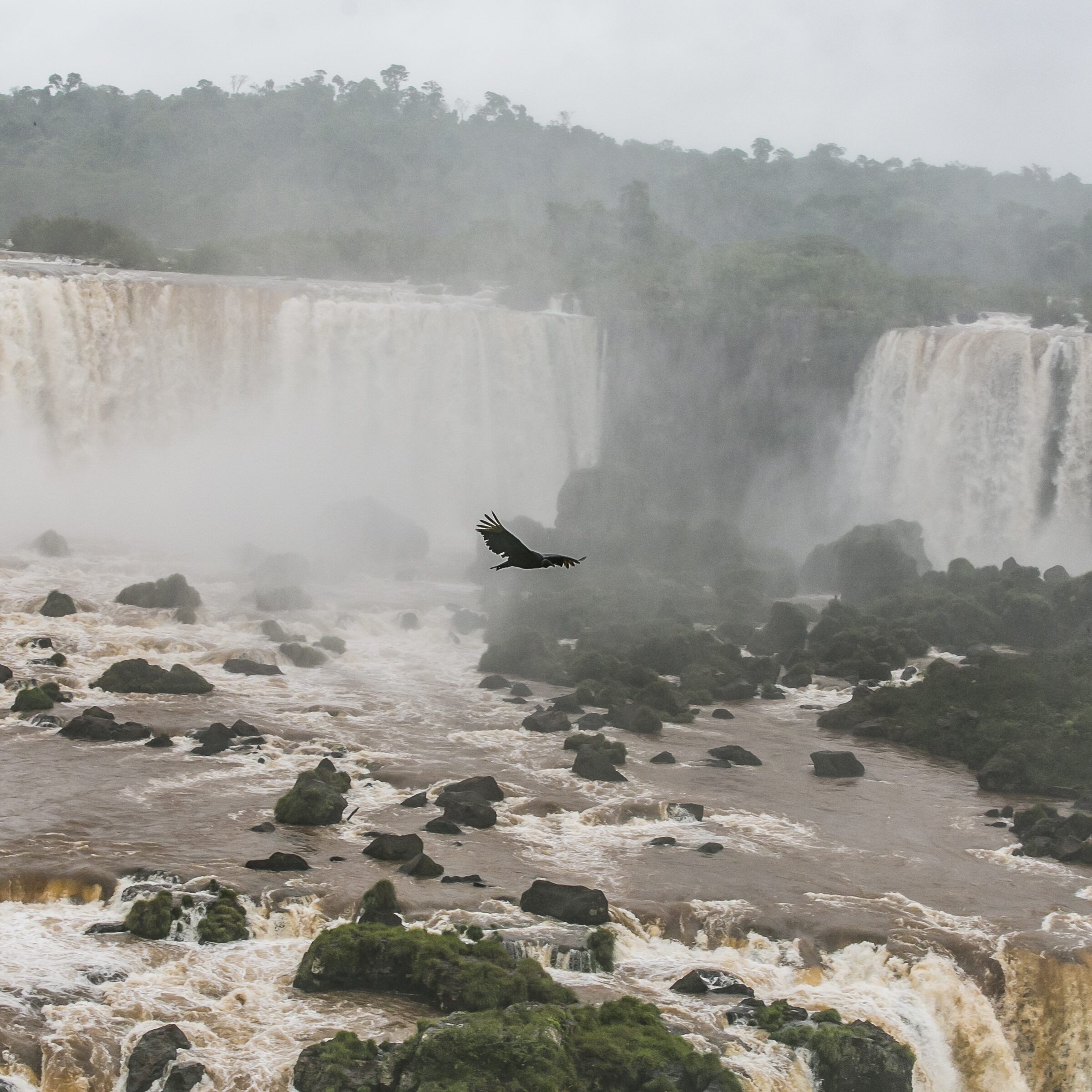 Ave sobrevolando cascadas