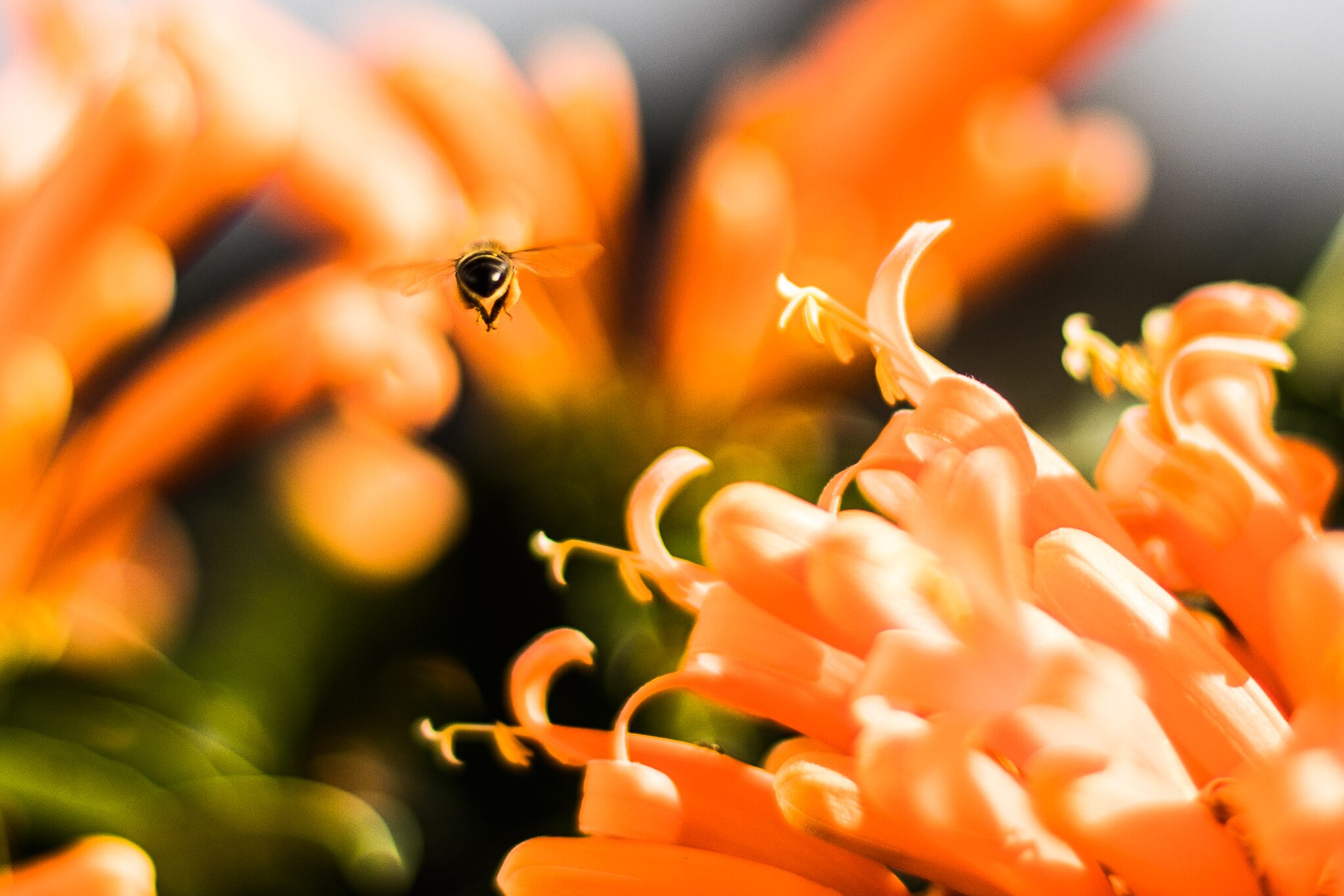 Abeja en flor naranja