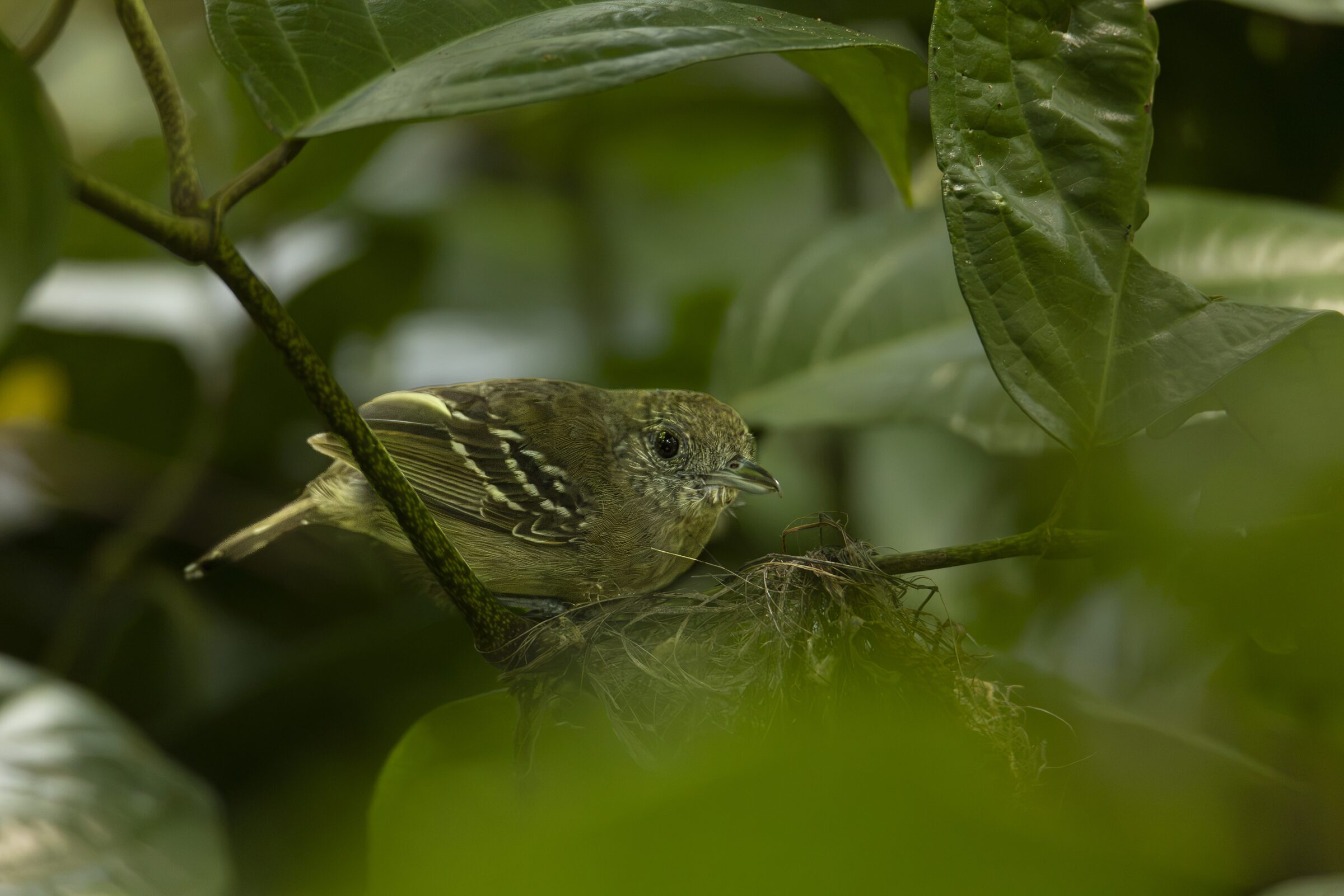 Pájaro en su nido