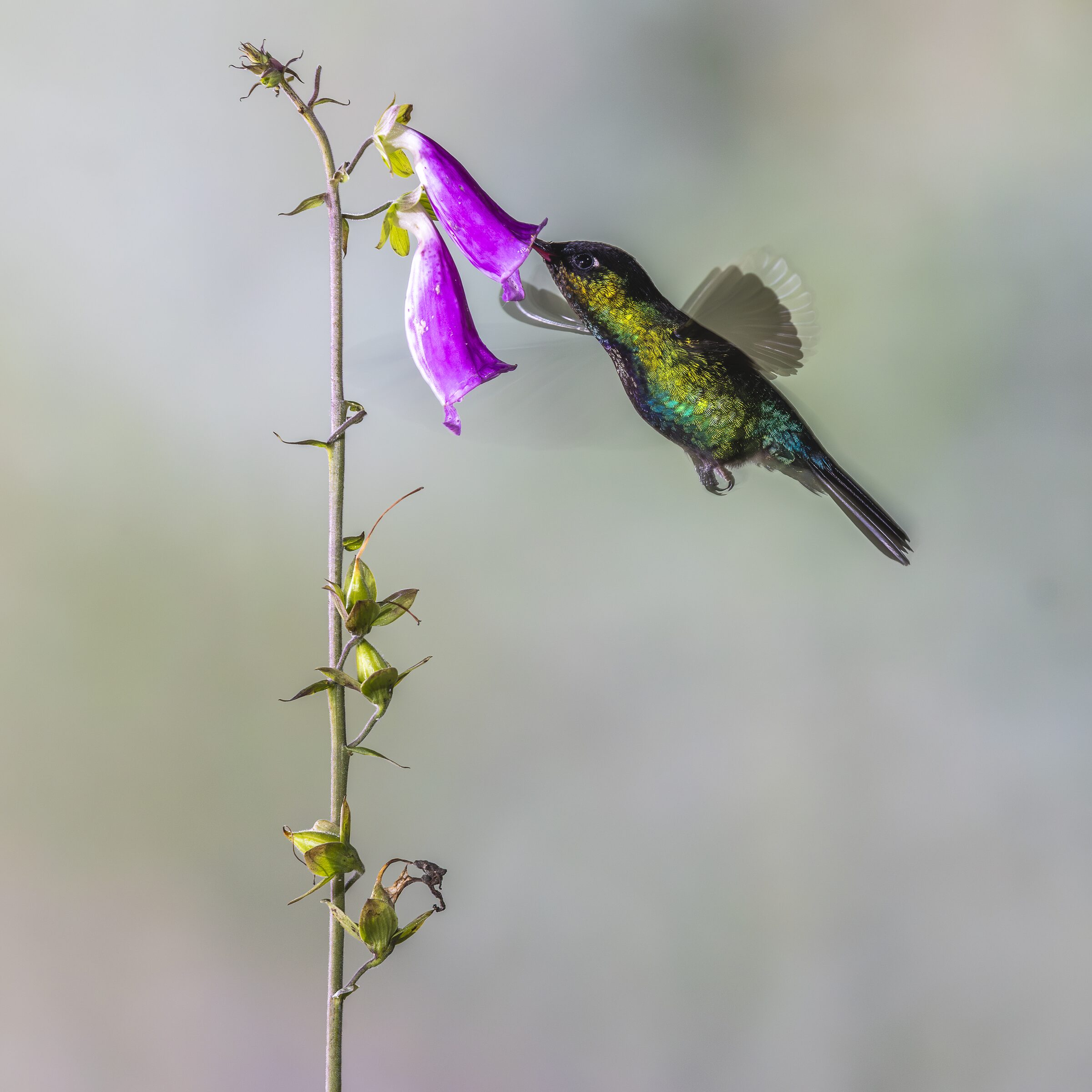 Colibrí alimentándose de flor morada