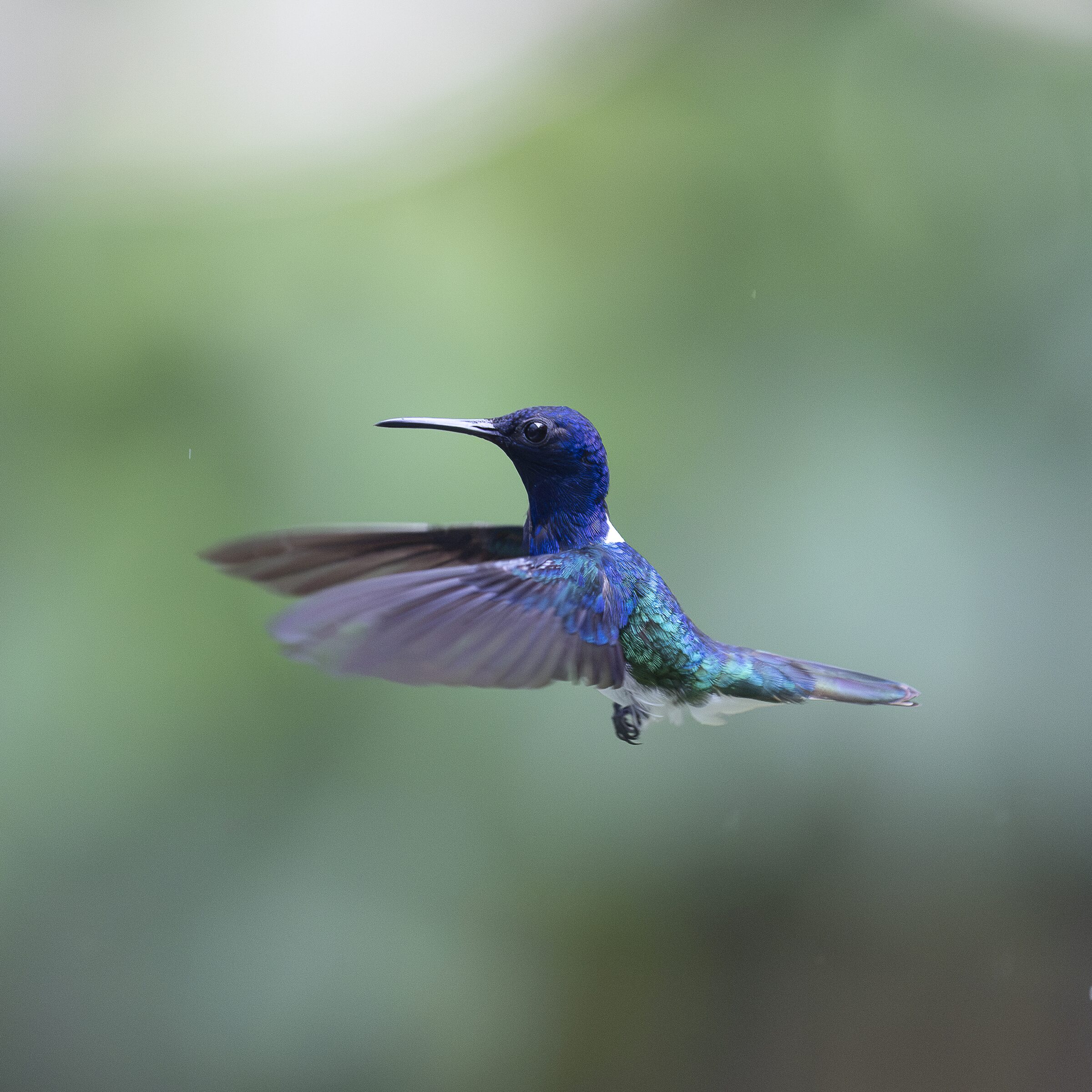 Colibrí en vuelo