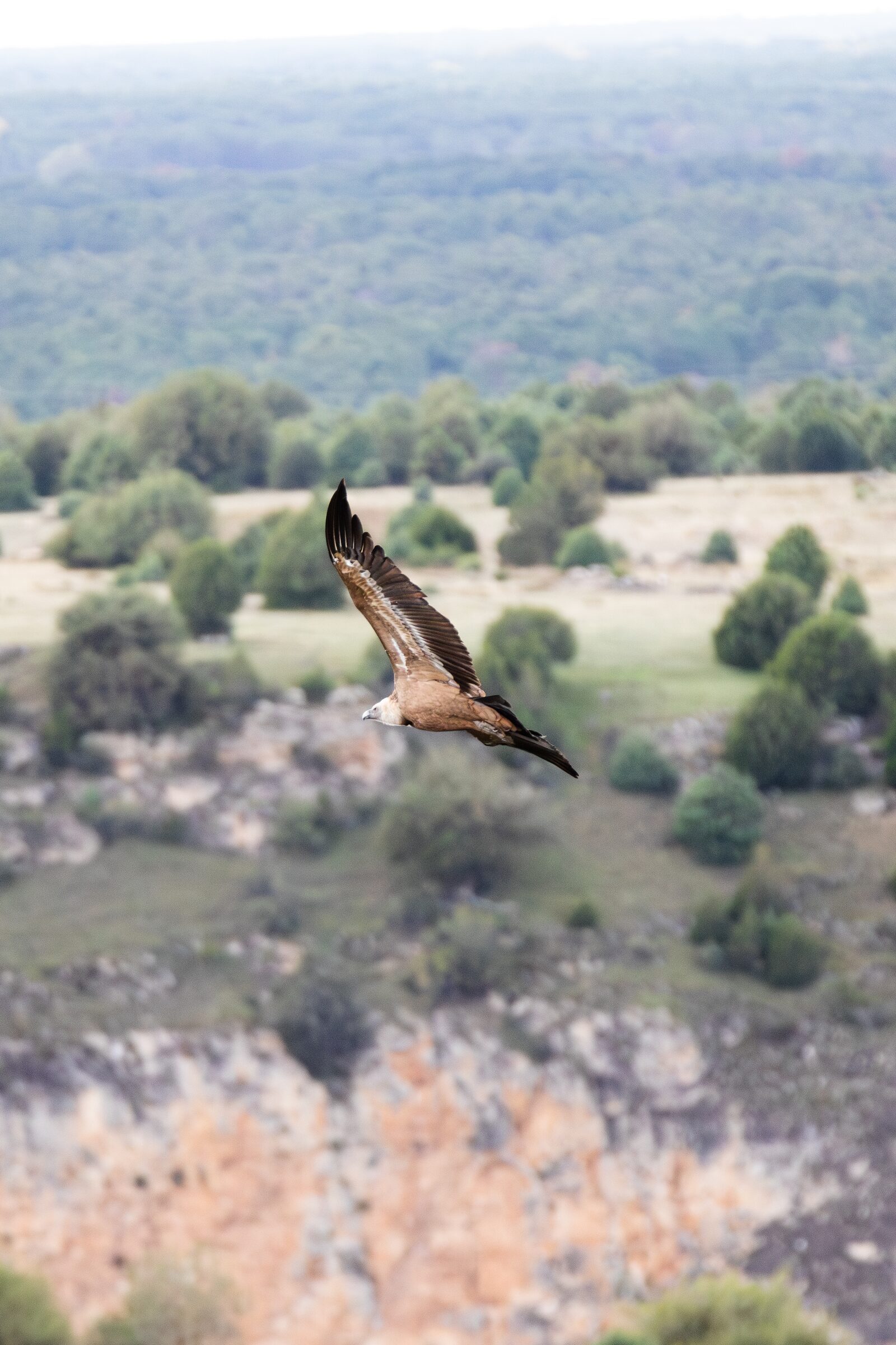Águila en vuelo sobre paisaje
