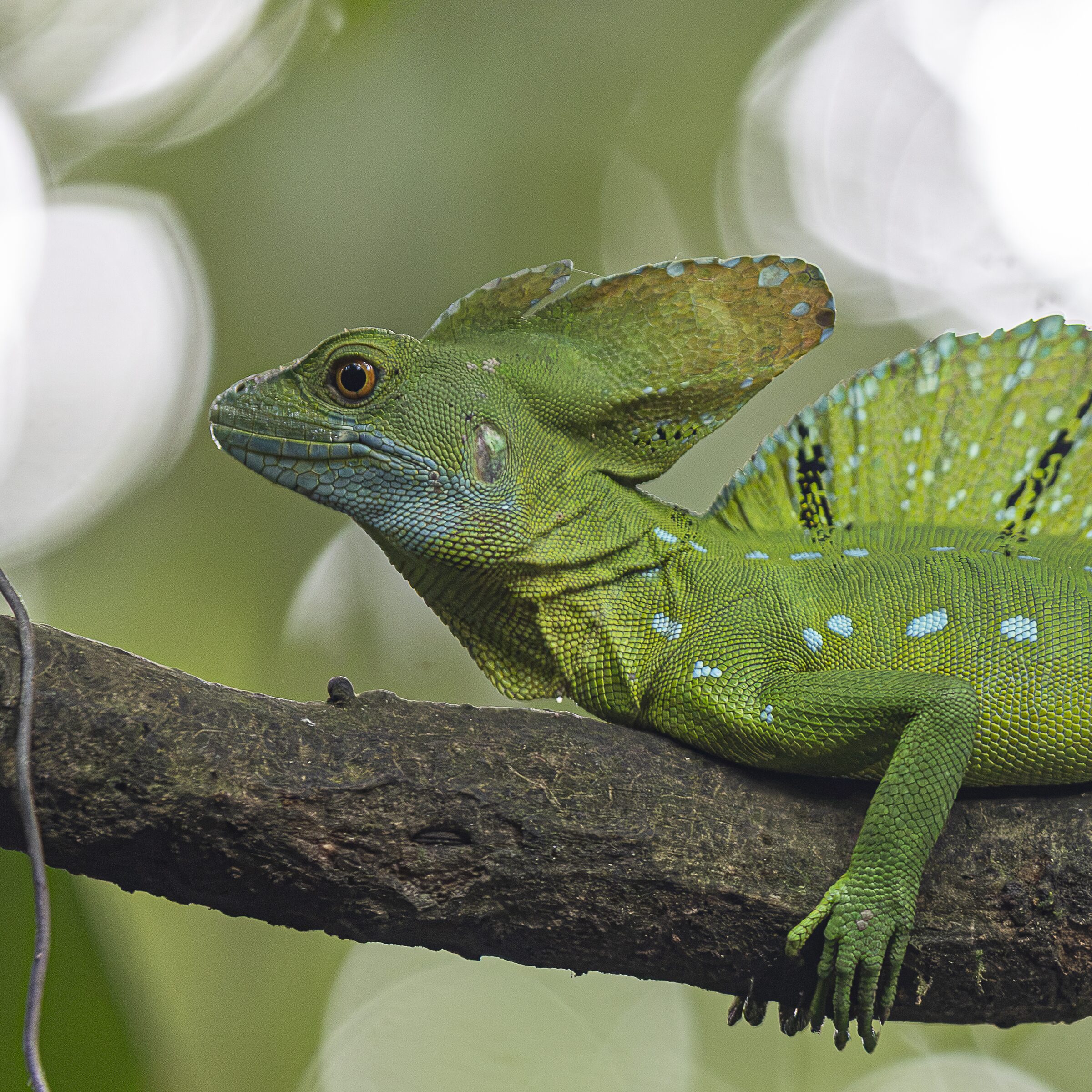 Lagarto verde en una rama