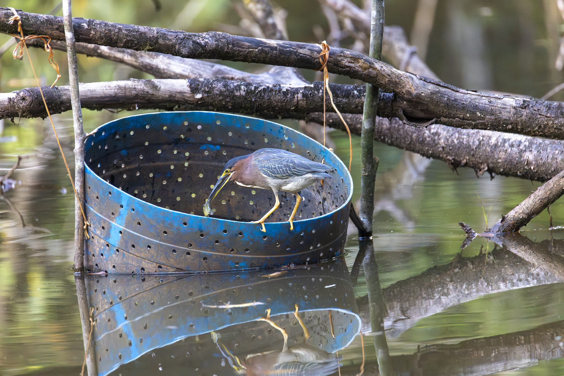 Aves en un recipiente