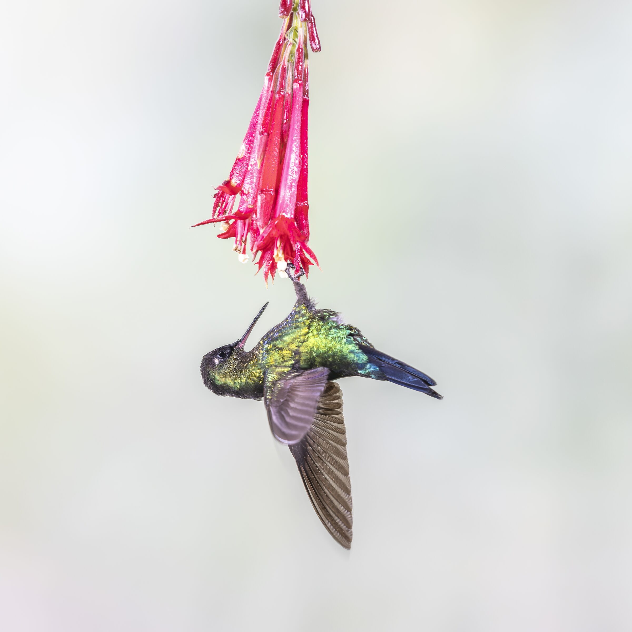 Colibrí alimentándose de una flor