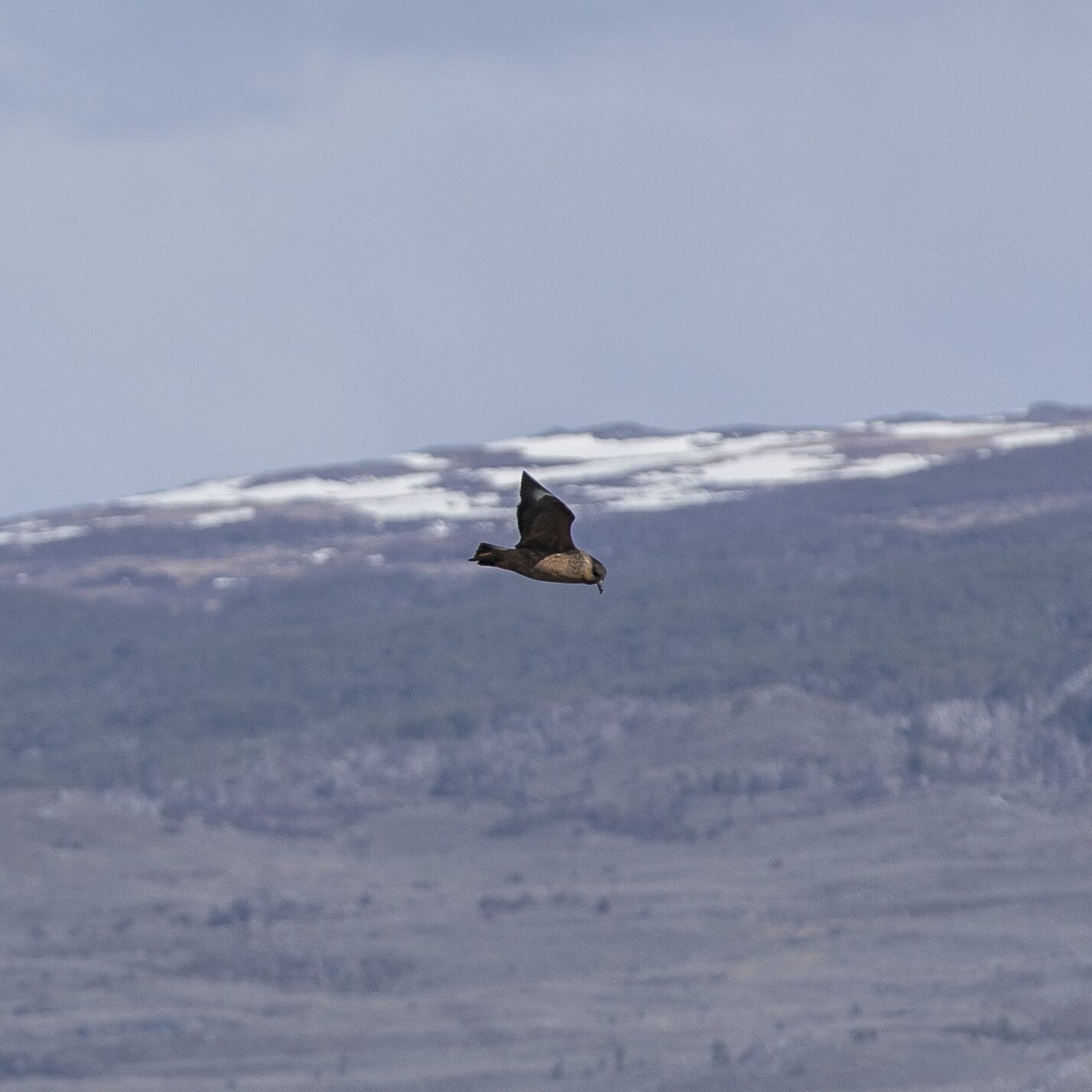 Ave volando sobre paisaje nevado