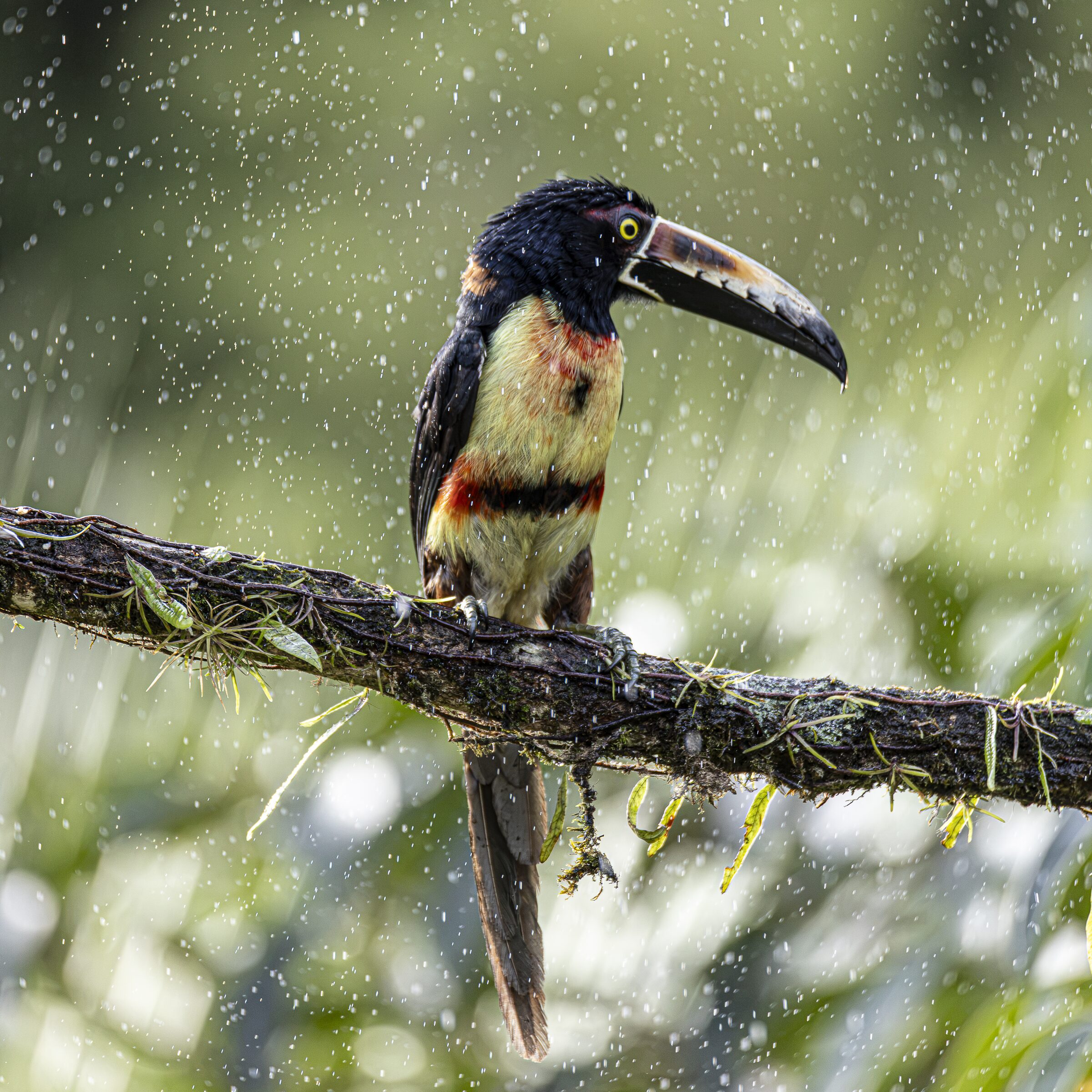 Tucán en la lluvia