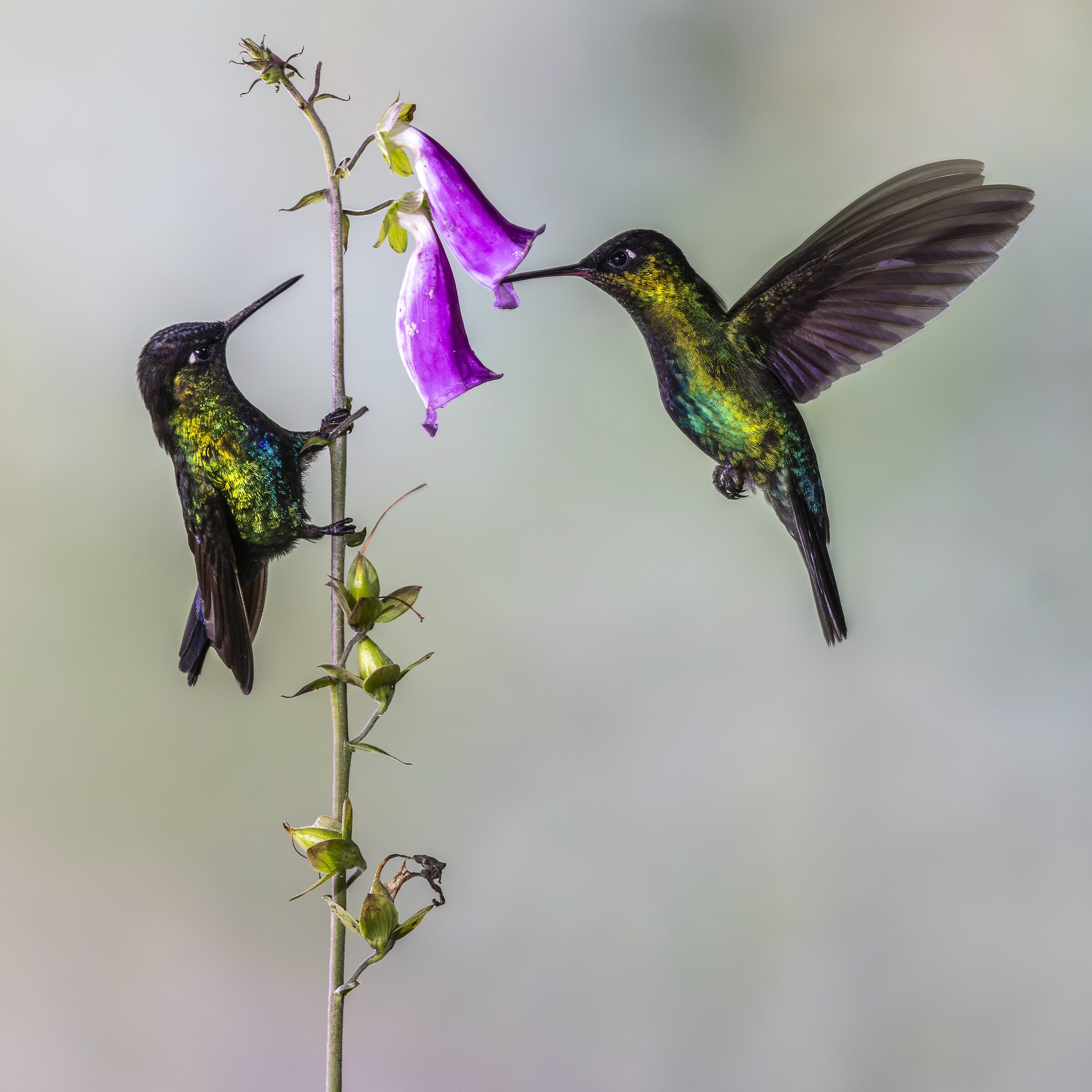 Colibríes en vuelo