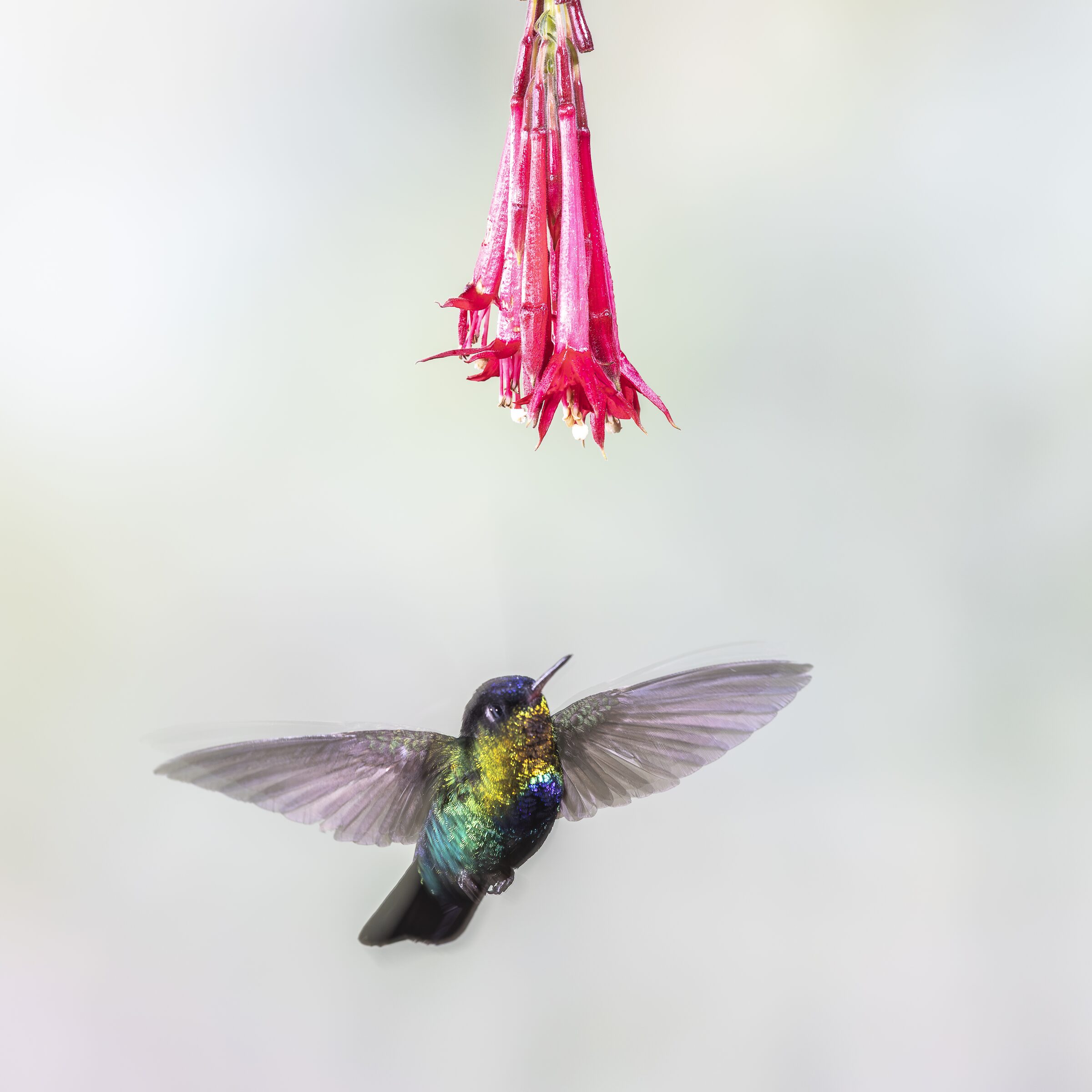 Colibrí en vuelo