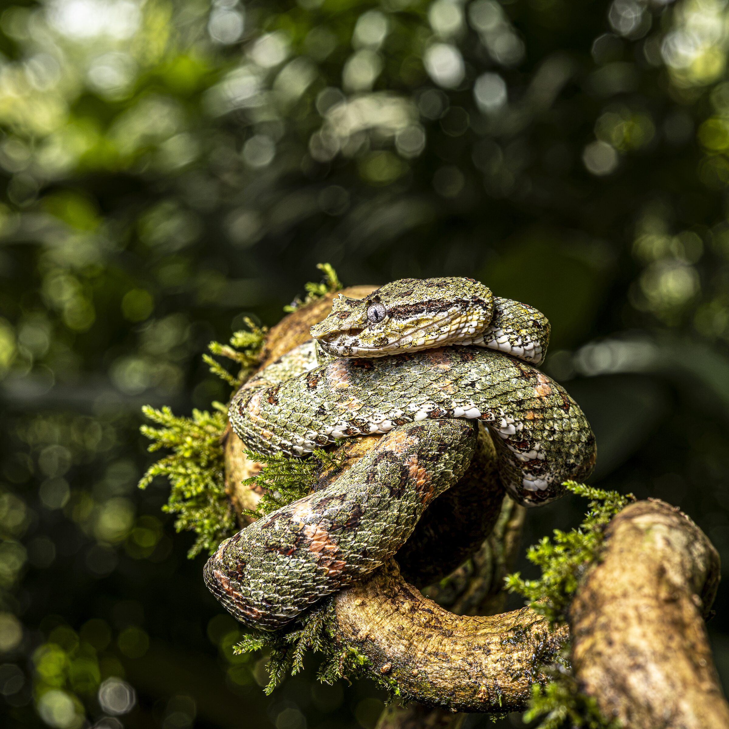Serpiente en la naturaleza
