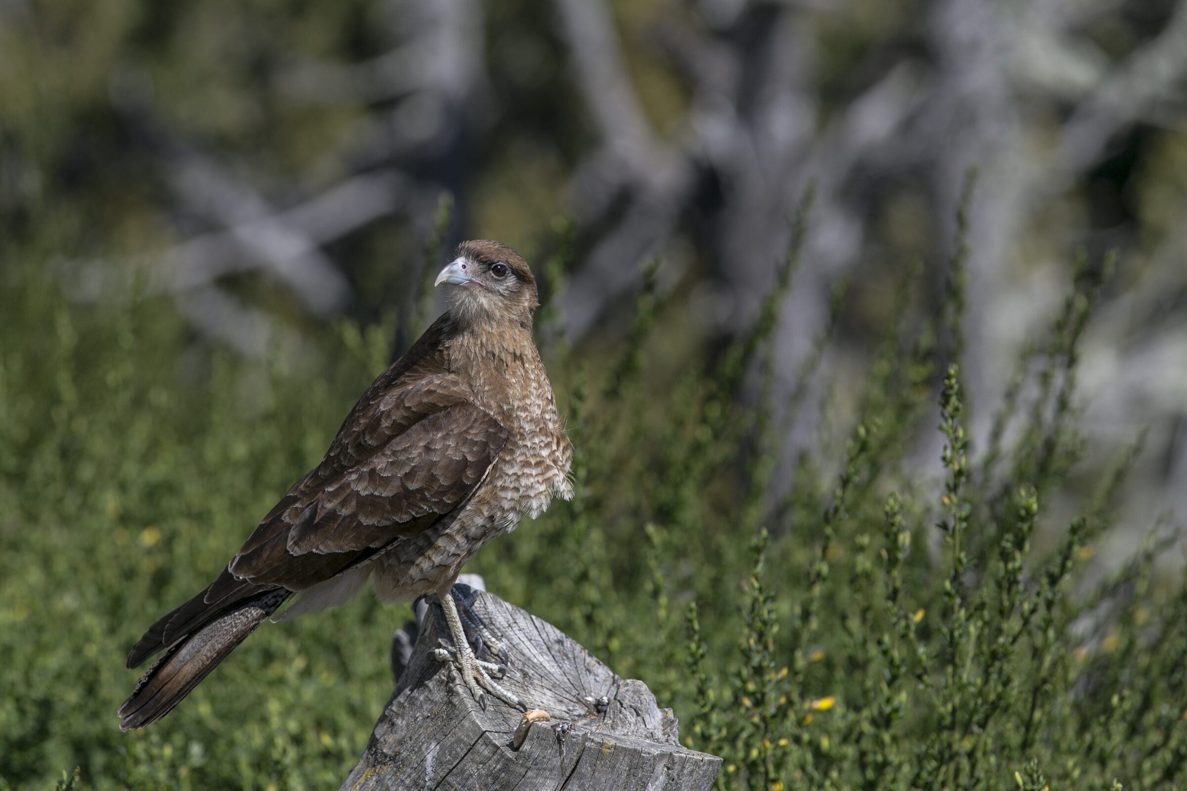Águila en su hábitat natural