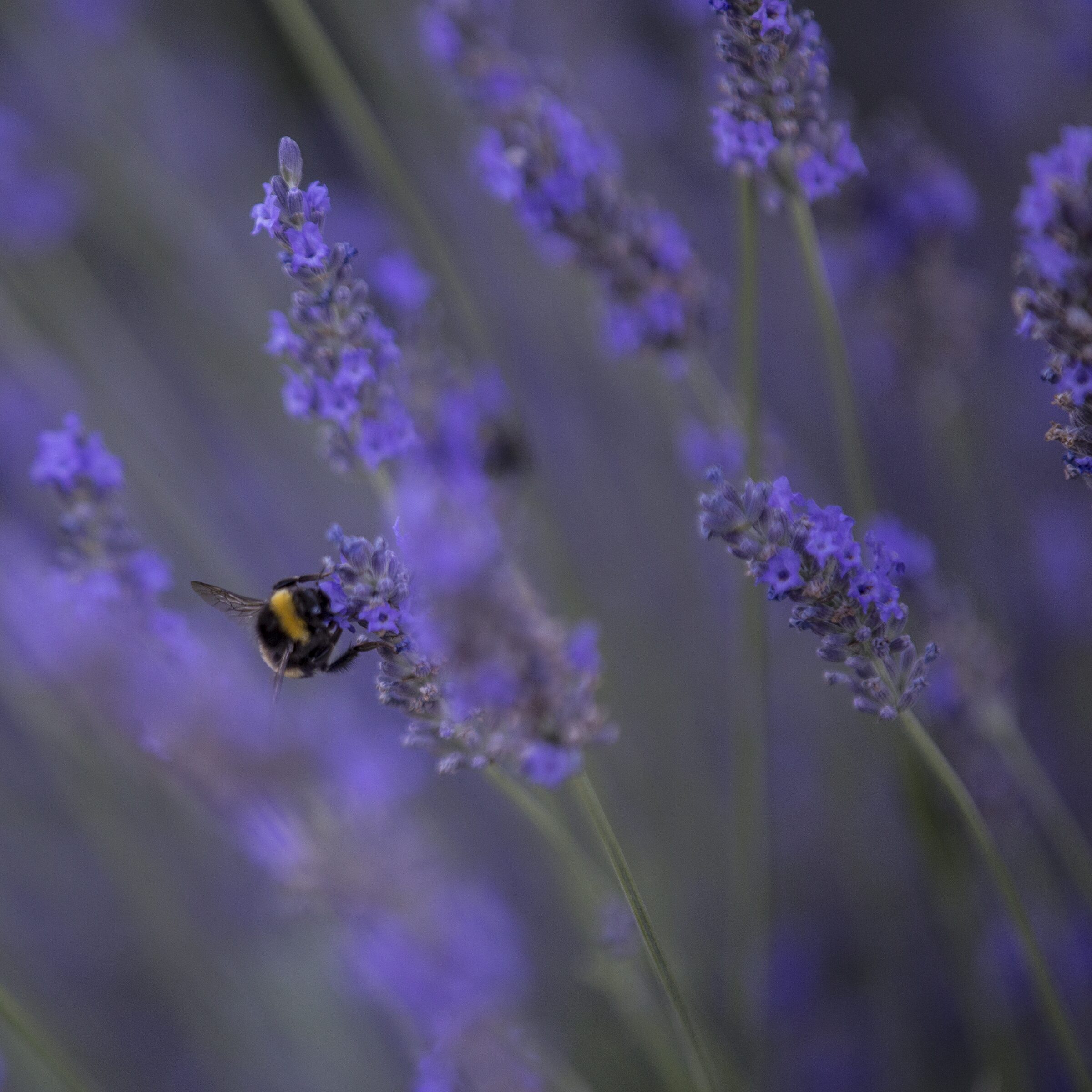 Abeja en Lavanda