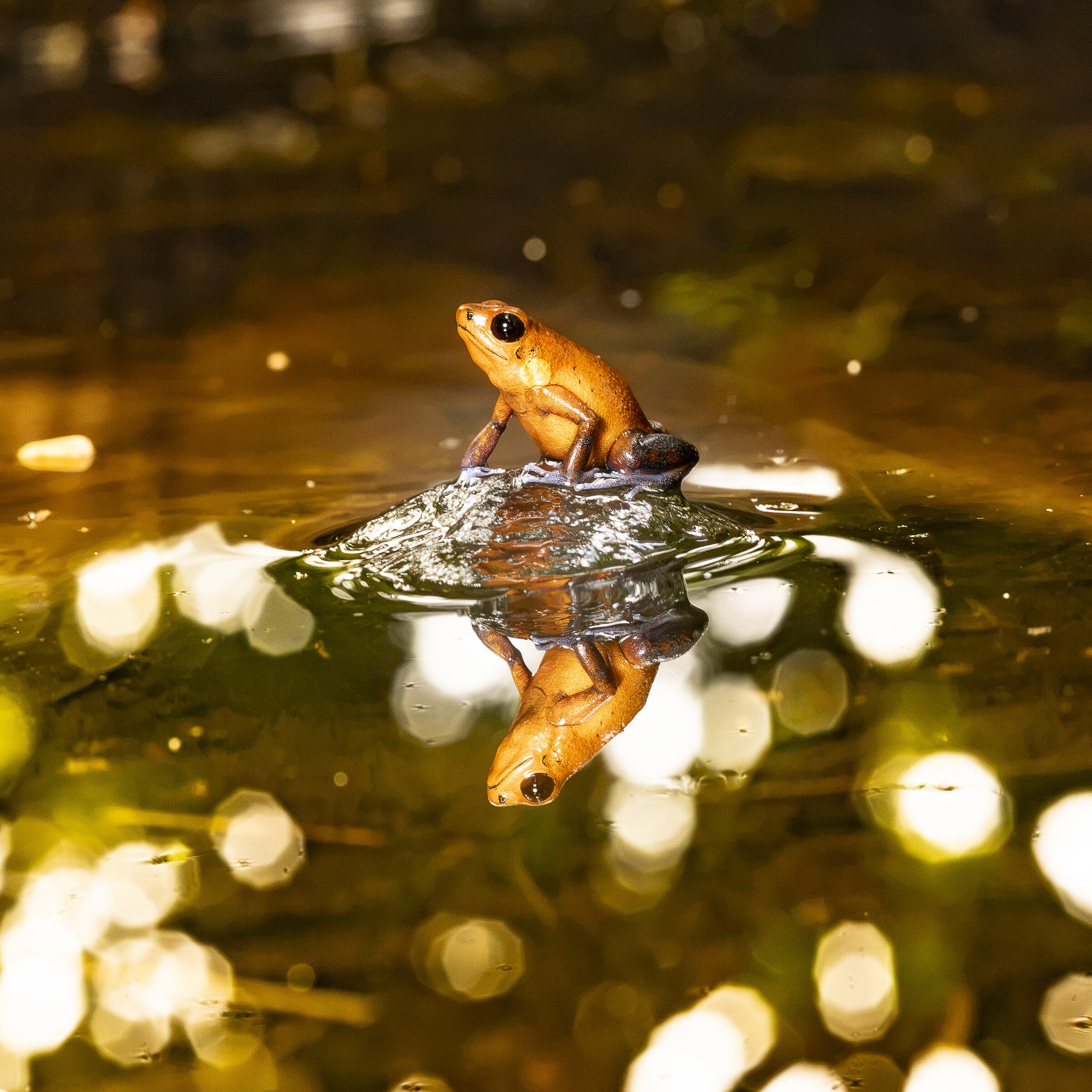 Rana en el Agua