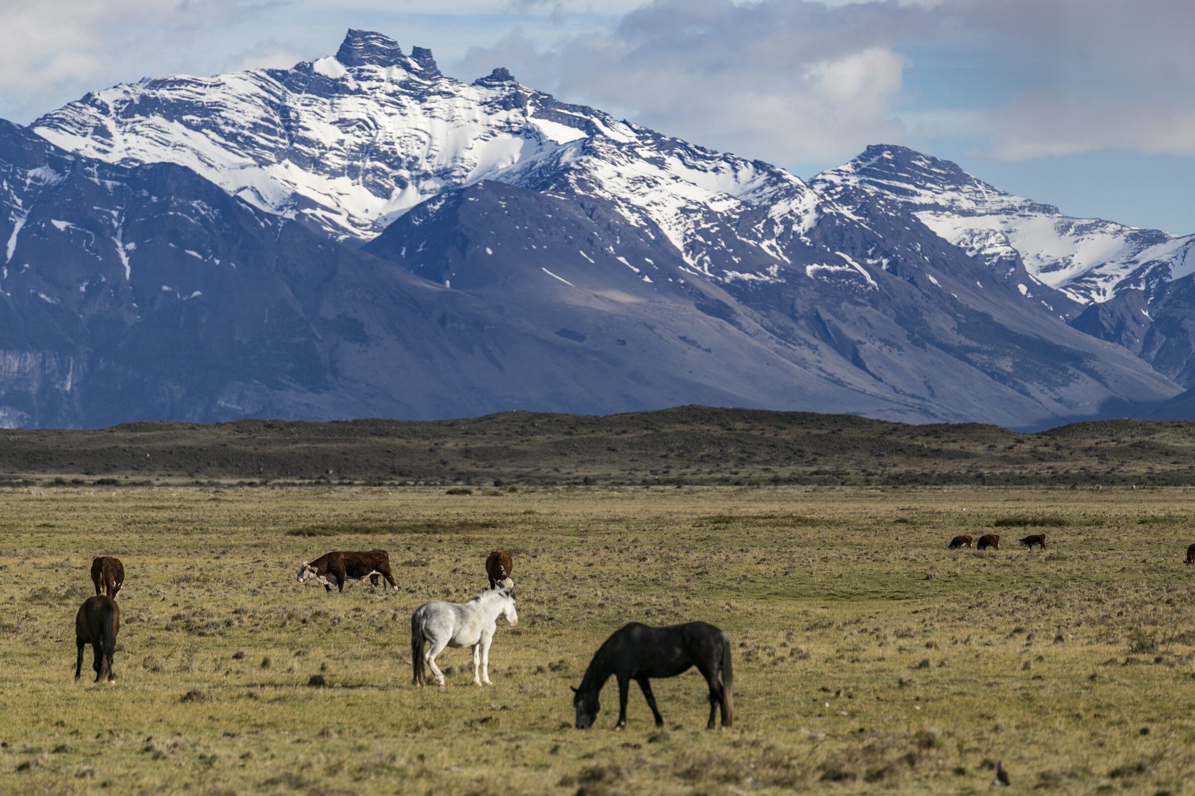 Caballos en la estepa patagónica