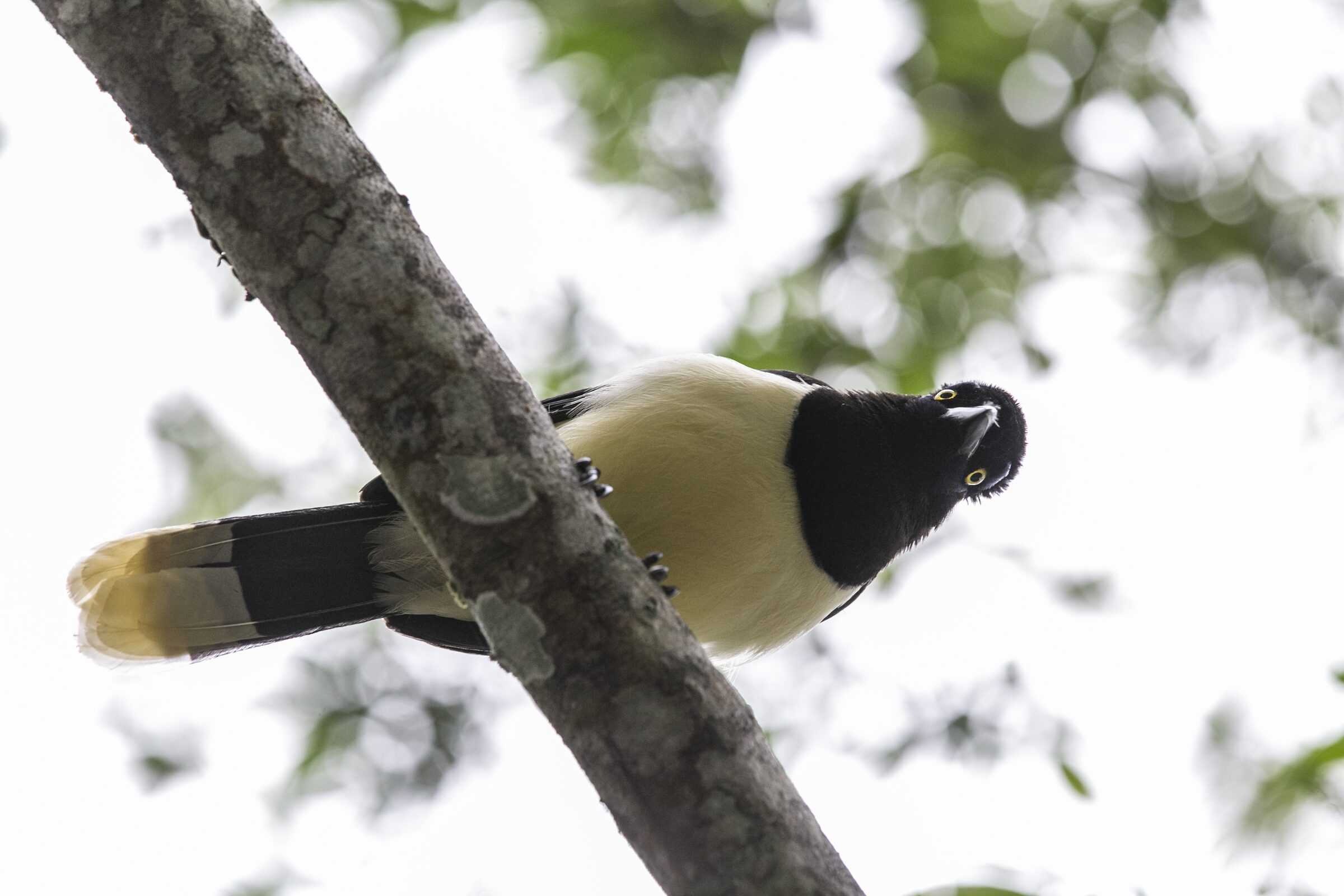 Pájaro posado en una rama