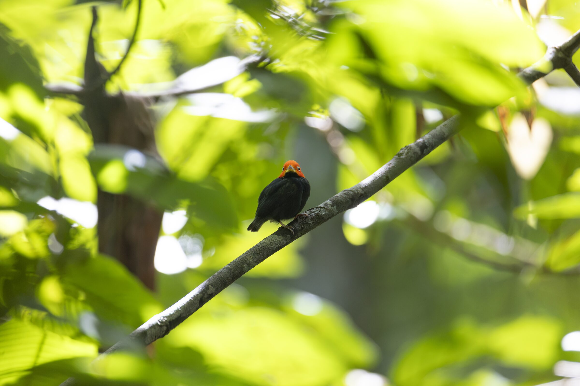 Pájaro en rama verde