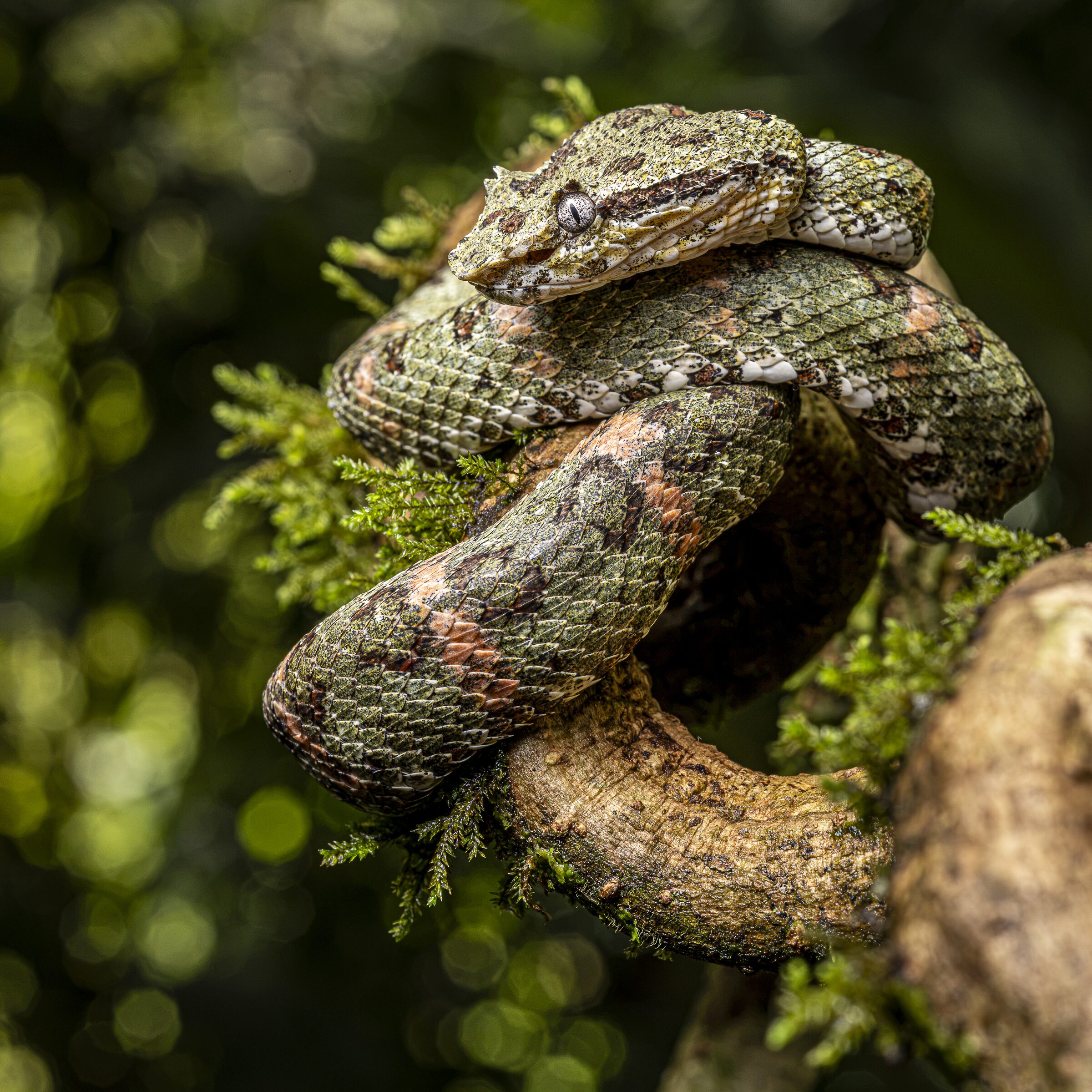 Lagarto en la naturaleza