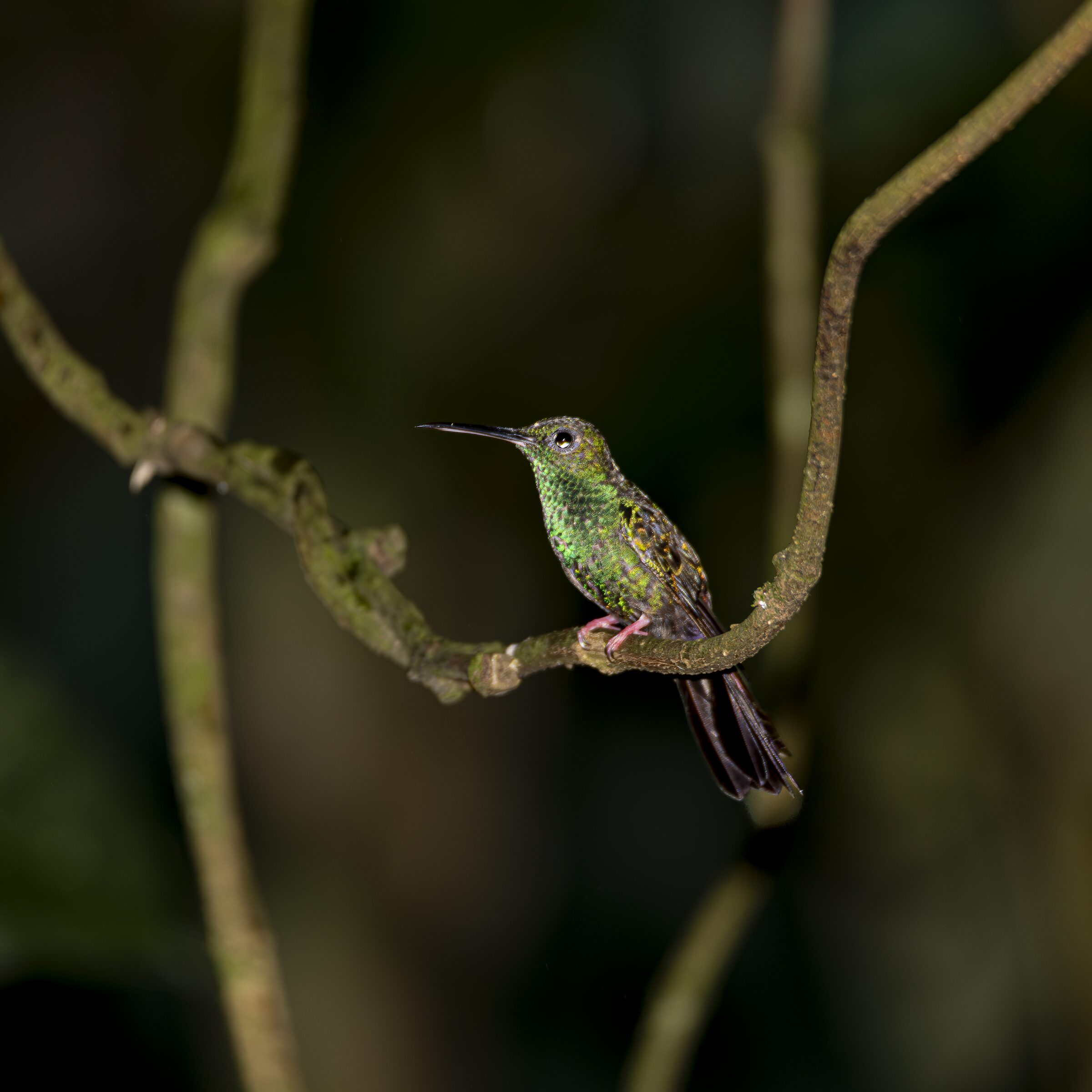 Colibrí en reposo