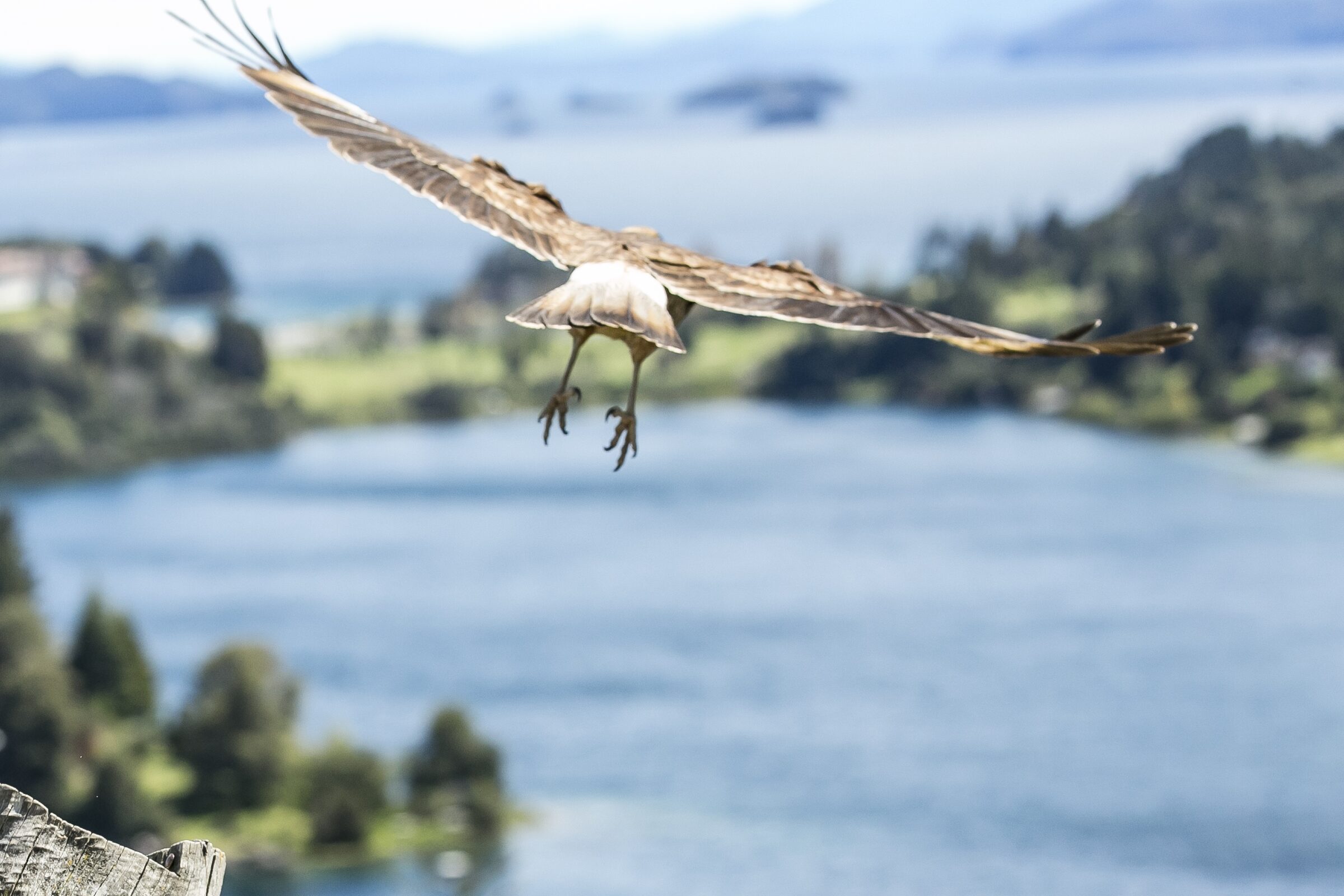 Ave en vuelo