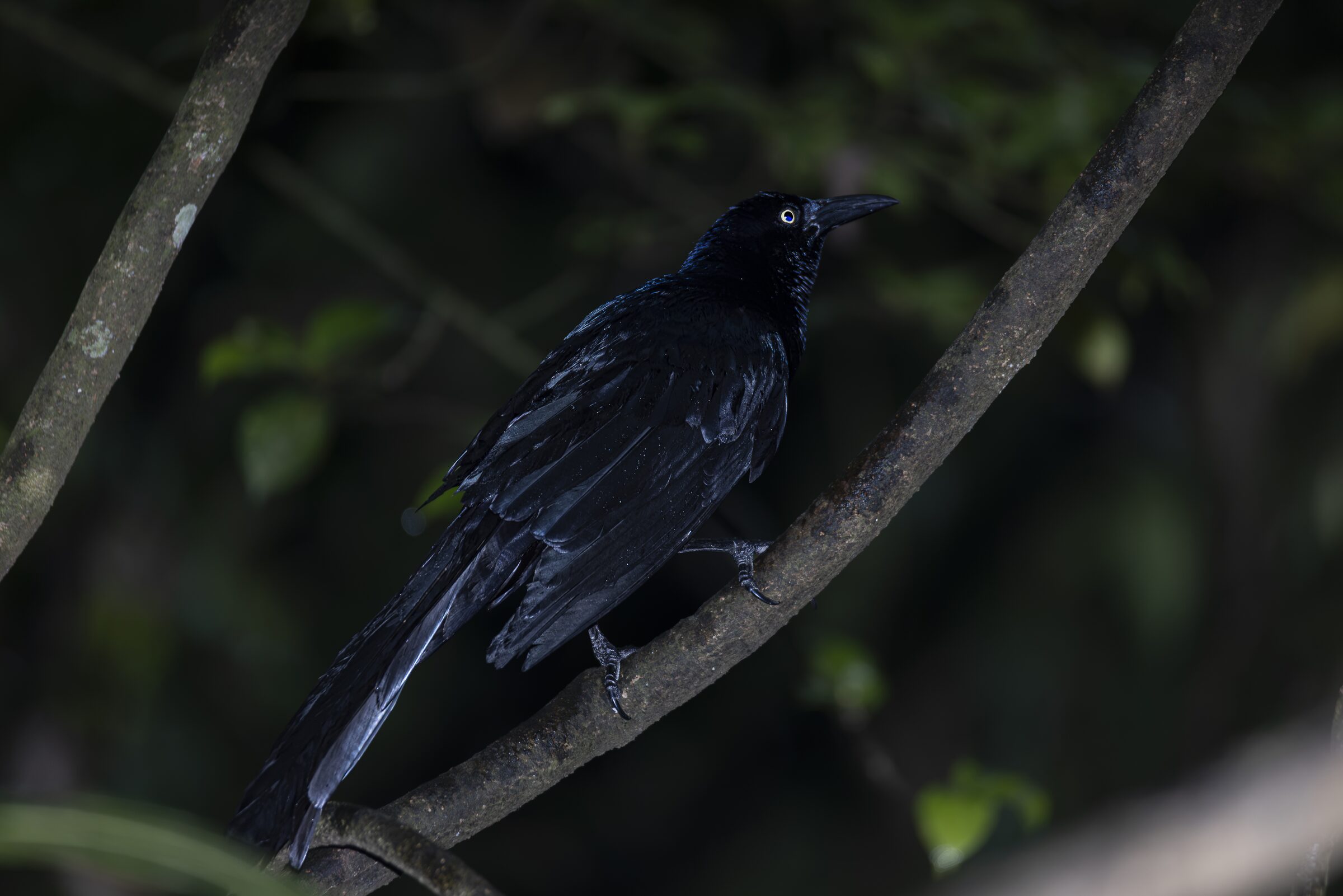 Pájaro negro en rama