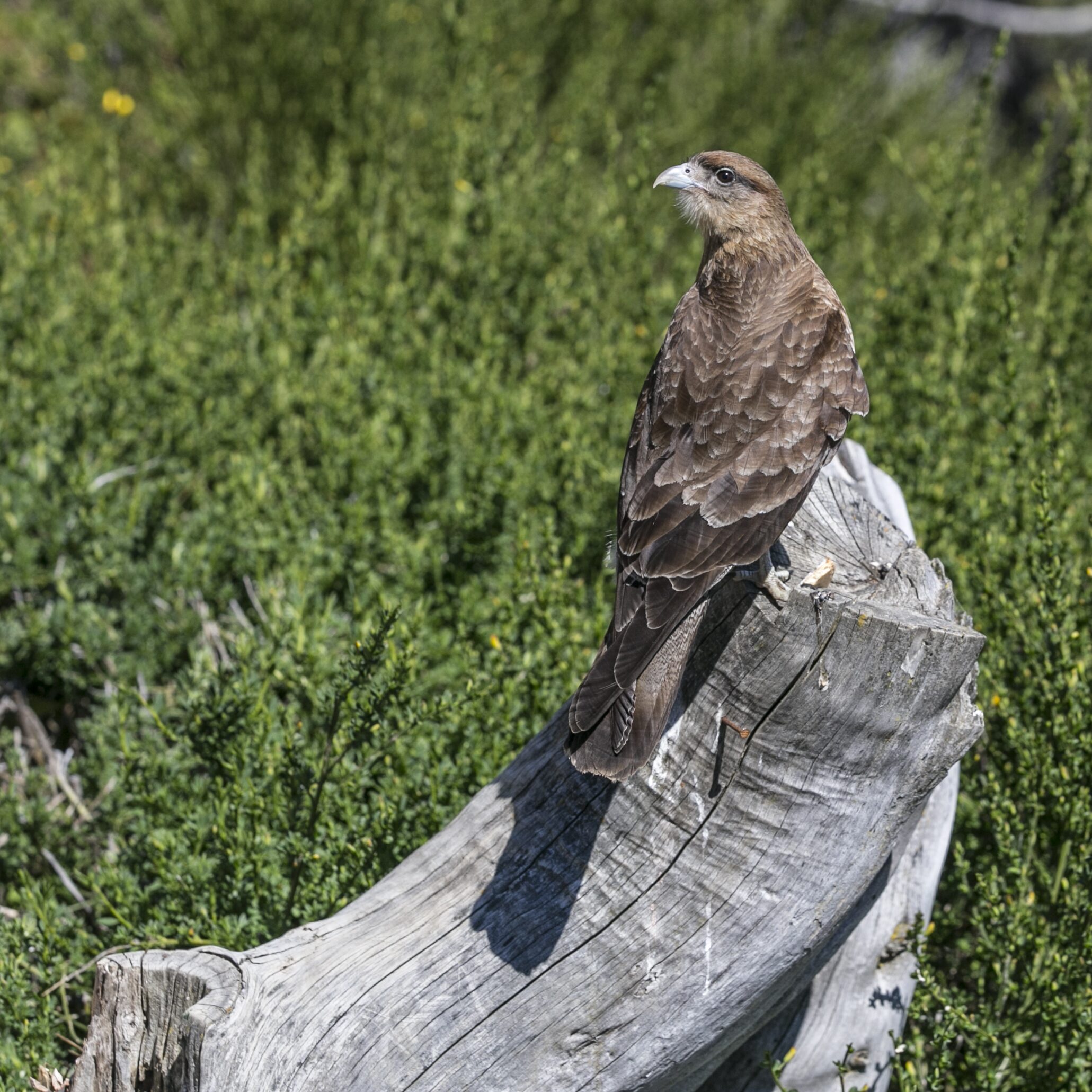 Águila posada en tronco