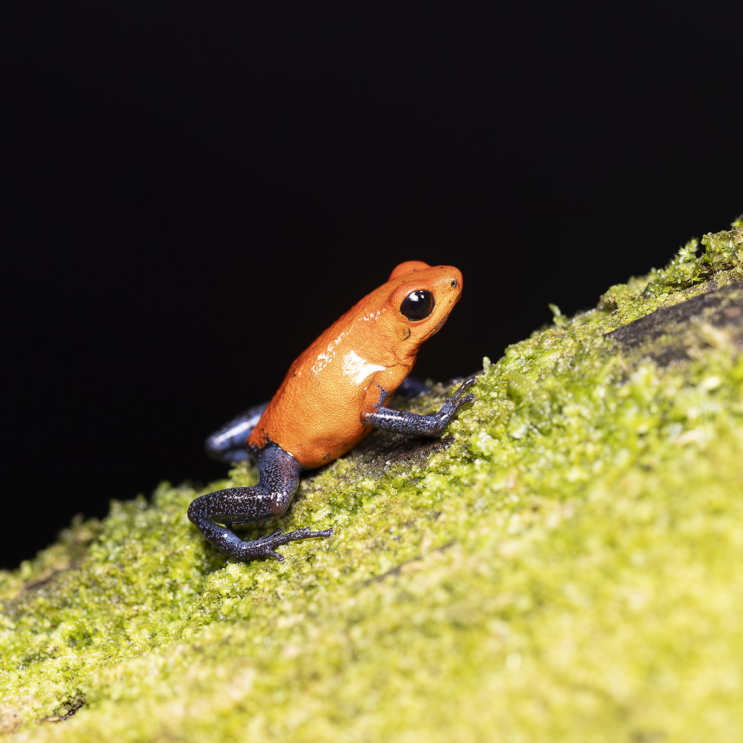 Rana brillante en la naturaleza