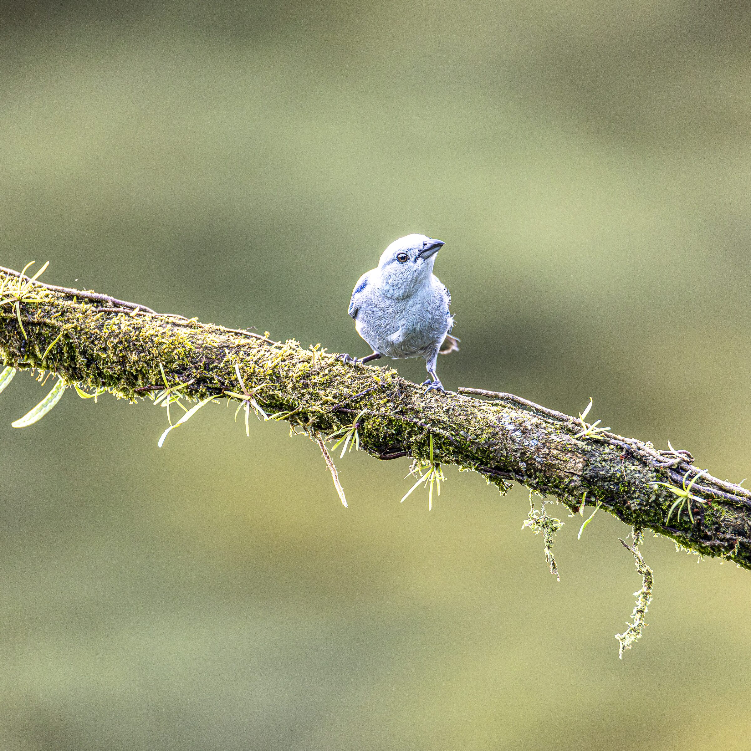 Pájaro en rama cubierta