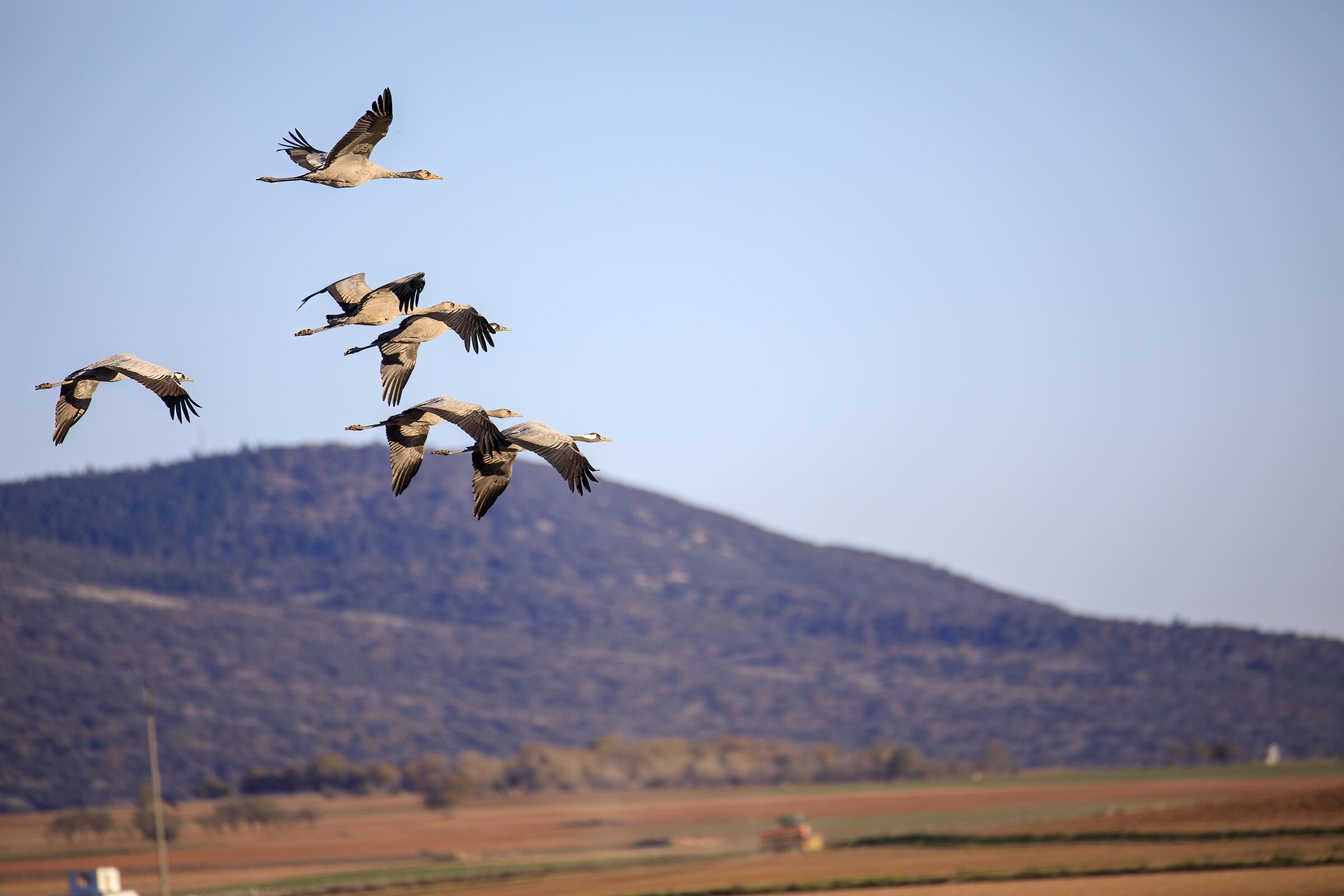 Bandada de aves en vuelo