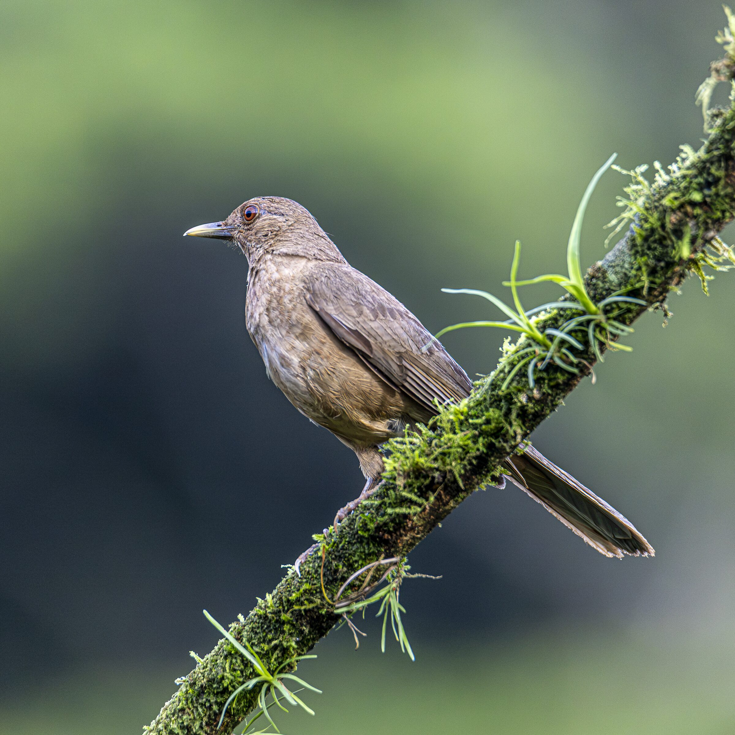 Pájaro en rama musgosa