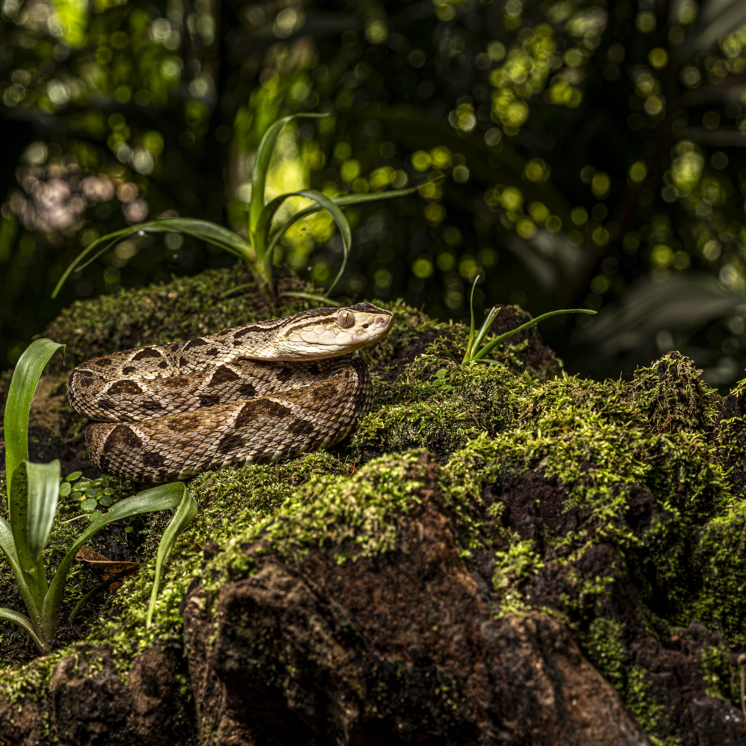 Serpiente en su hábitat natural