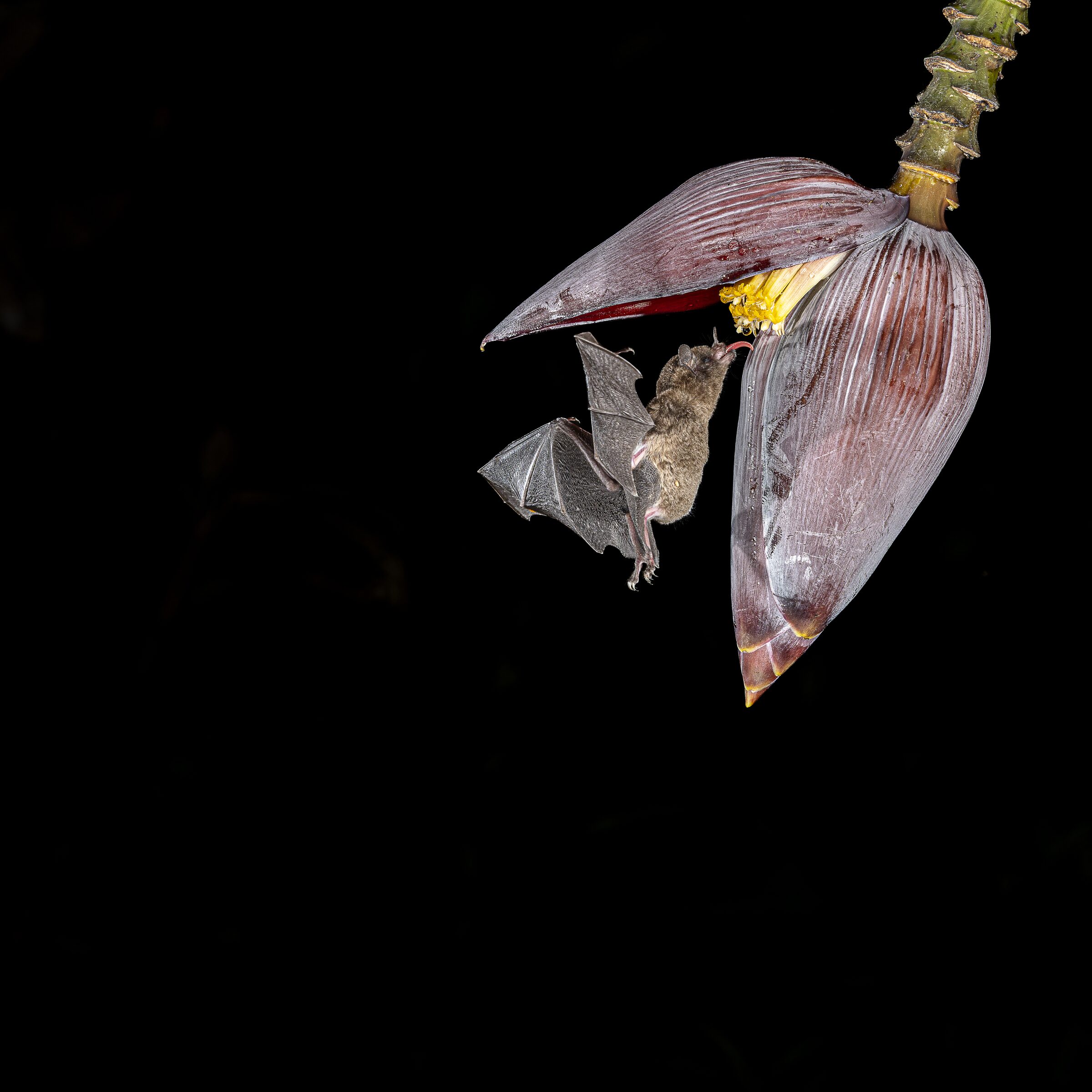 Murciélago alimentándose de una flor