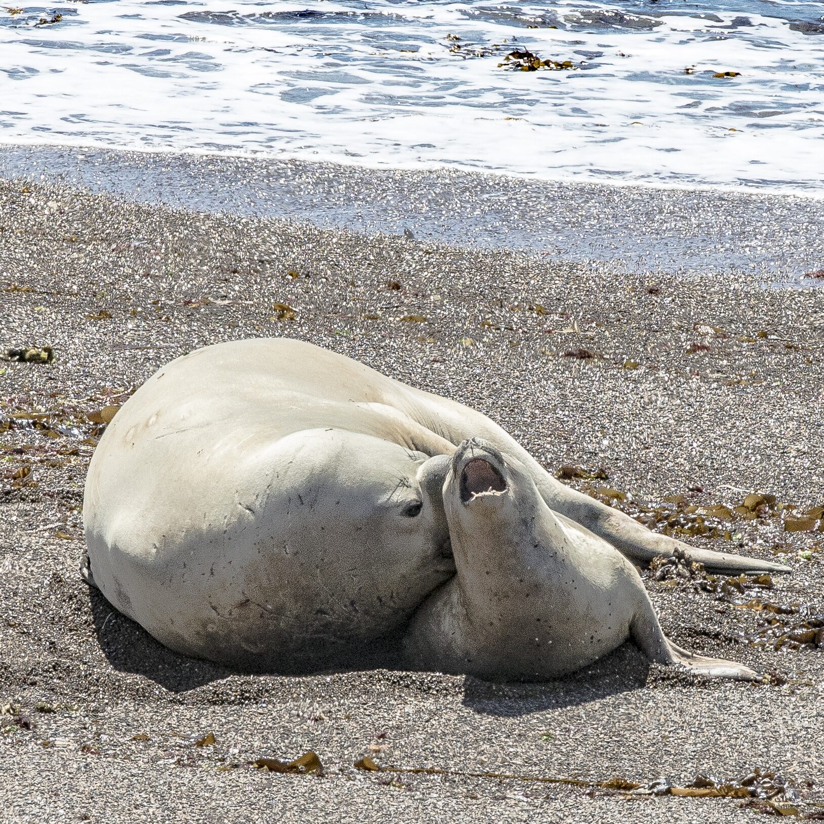Foca descansando en la playa