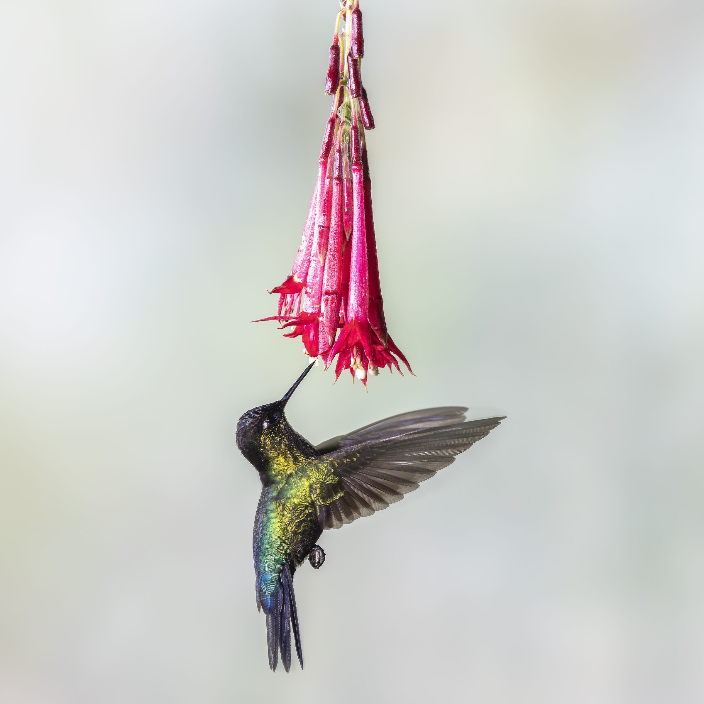 Colibrí alimentándose de una flor