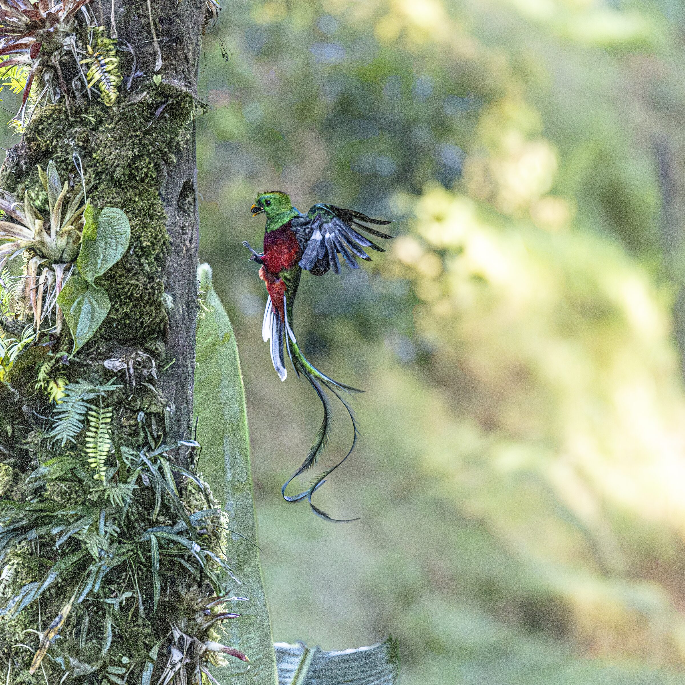 Quetzal en vuelo