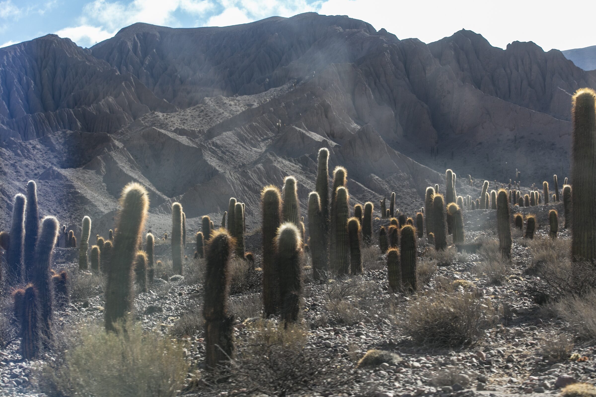 Cactus en el desierto