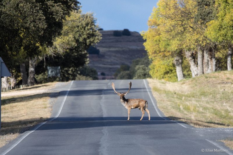 Ciervo en el bosque del Palacio de Riofrío