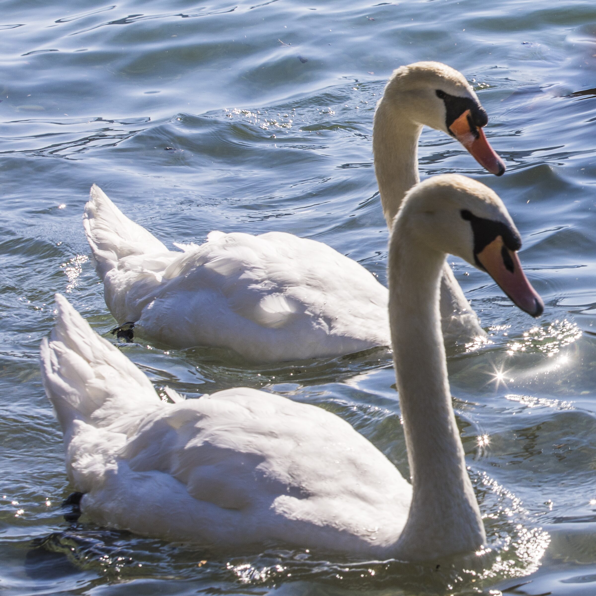 Cisnes nadando en aguas tranquilas