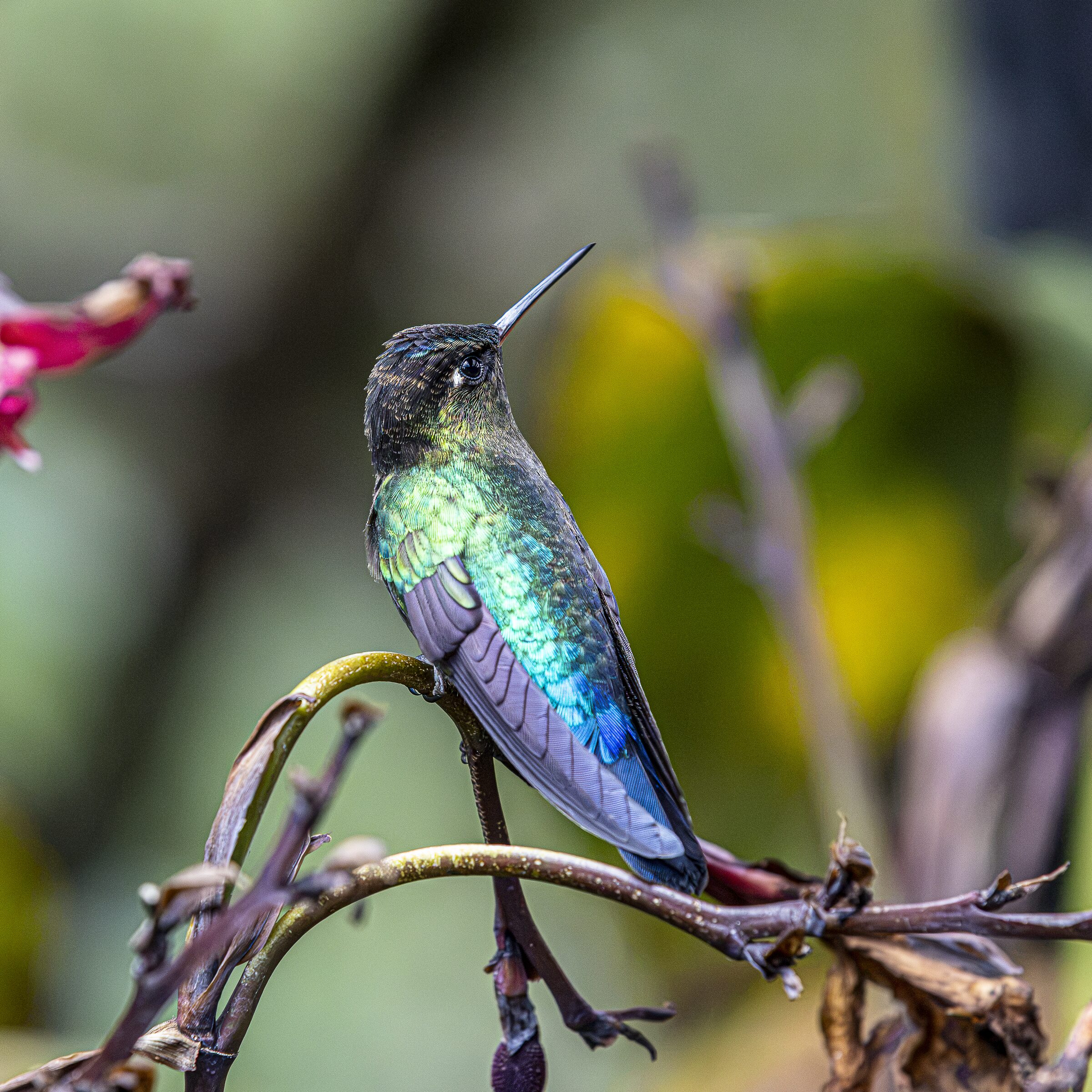 Colibrí en reposo