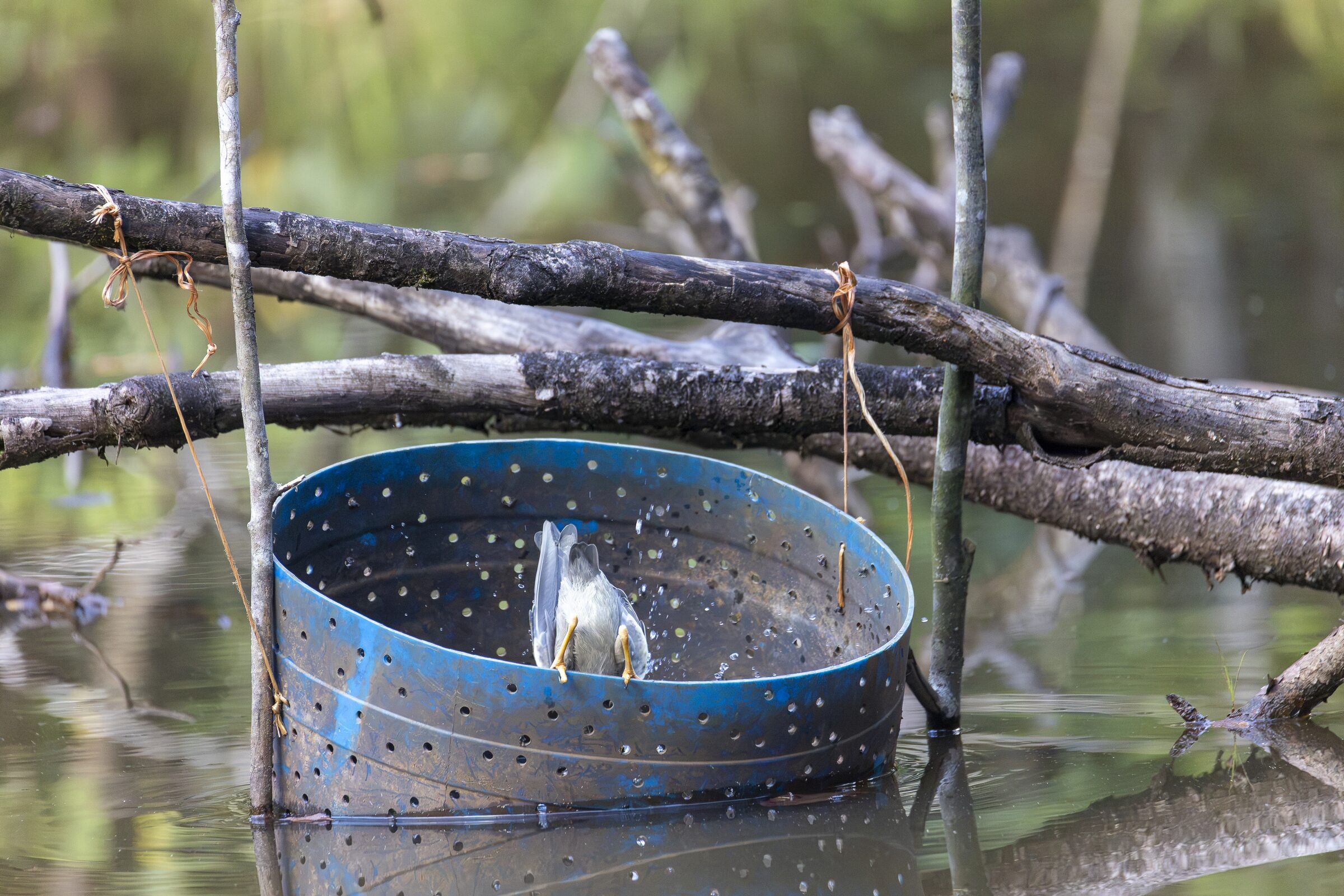 Pájaro en recipiente flotante