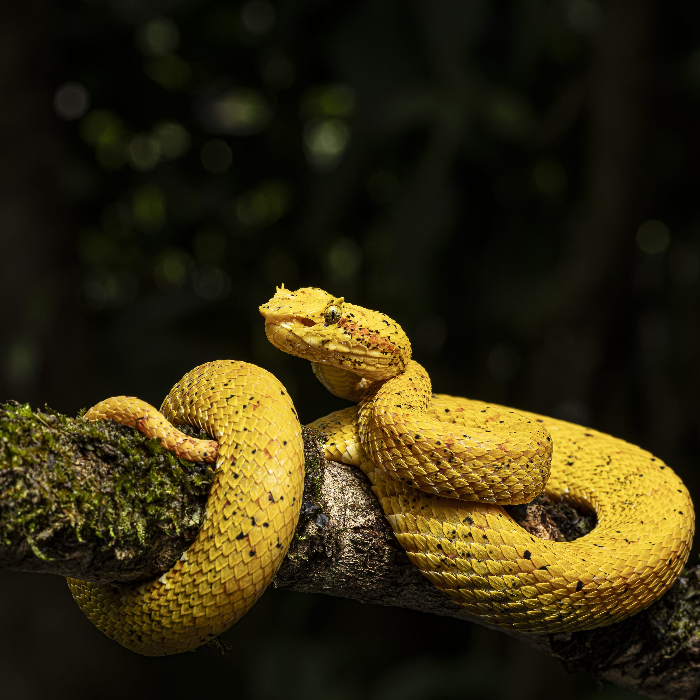 Serpiente amarilla en la naturaleza