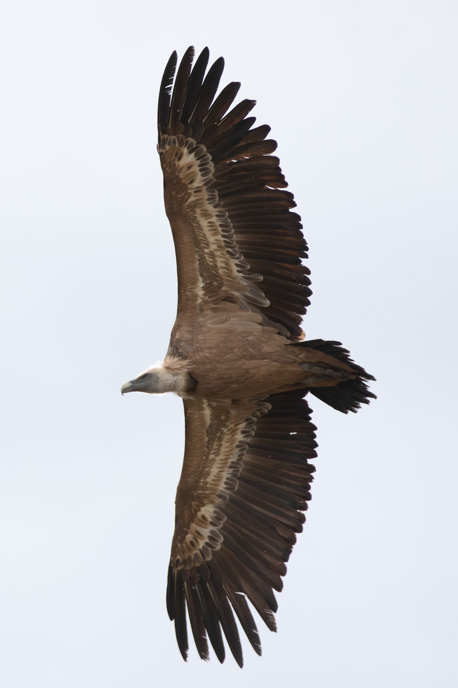 Águila en vuelo majestuoso
