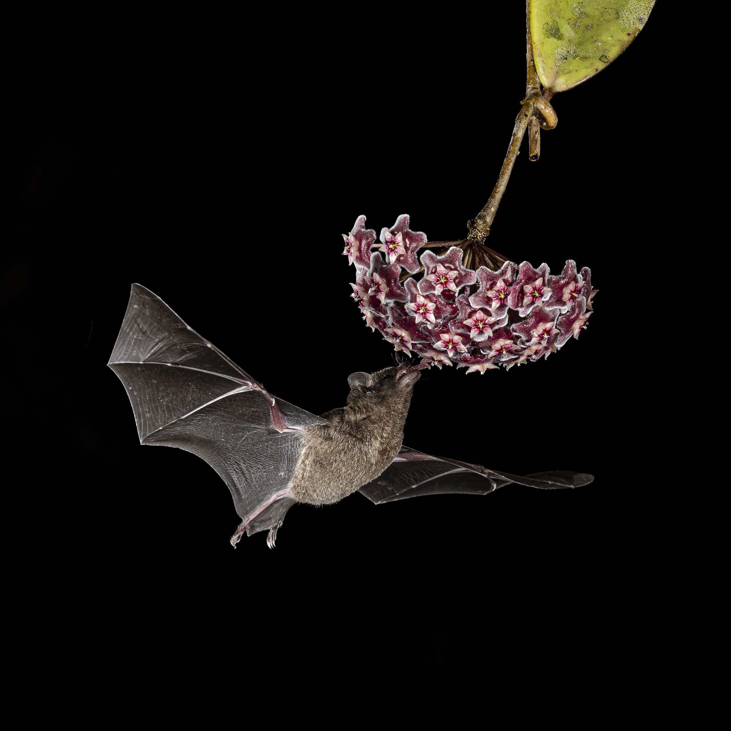 Murciélago alimentándose de flor nocturna