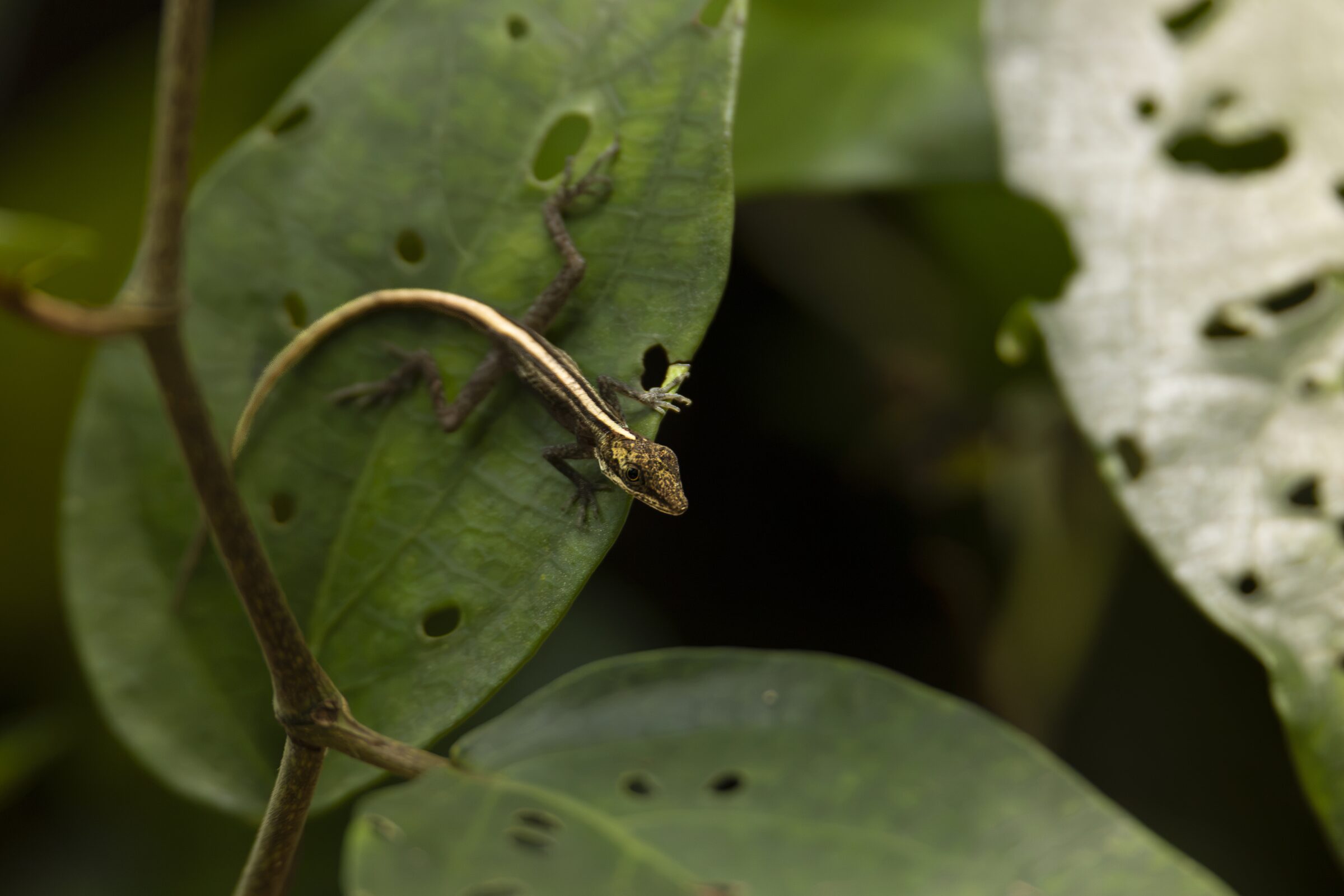 Lagartija en hojas verdes