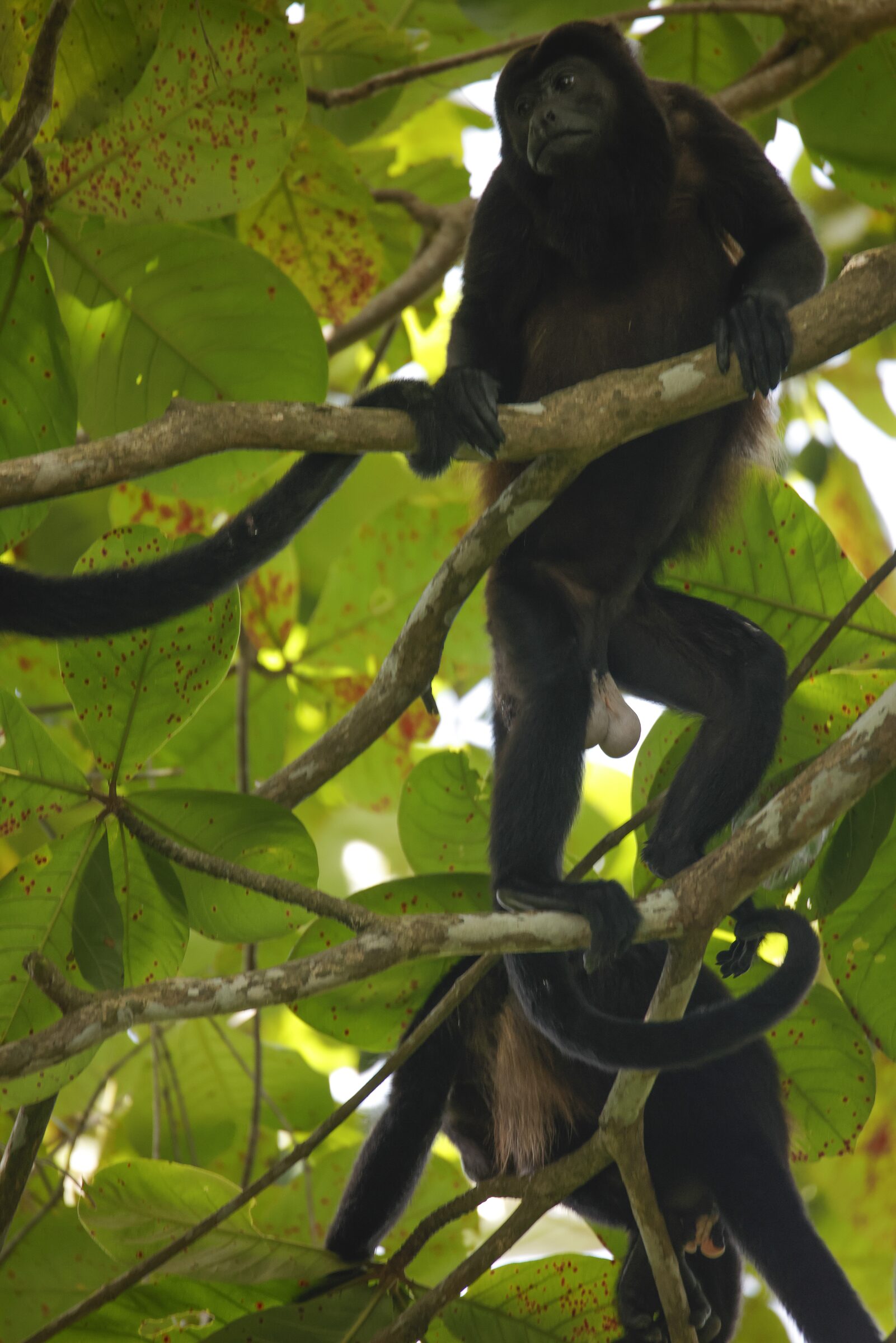 Monos en la selva